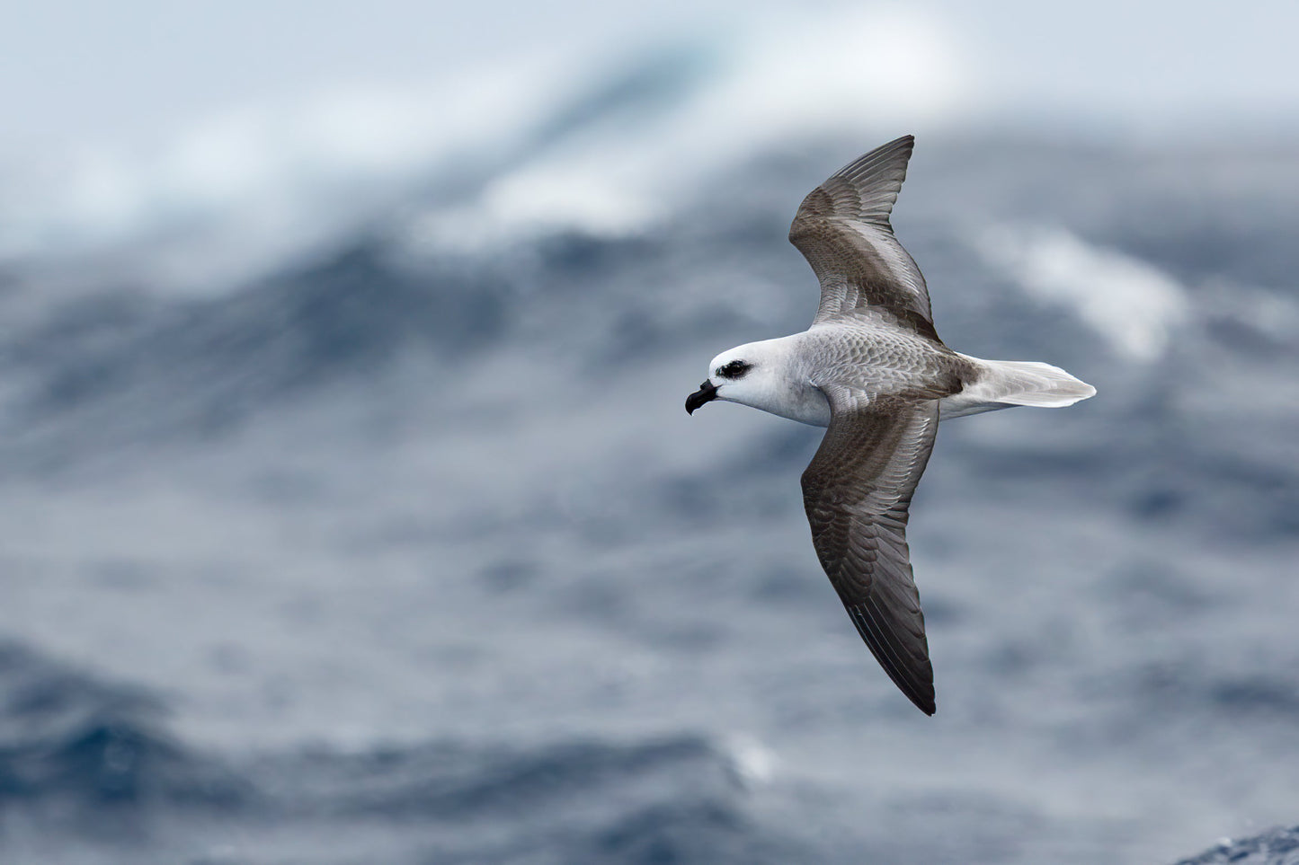 Extinct Gadfly Petrel Pterodroma Glossy Poster Picture Photo Print Banner Booma Prints