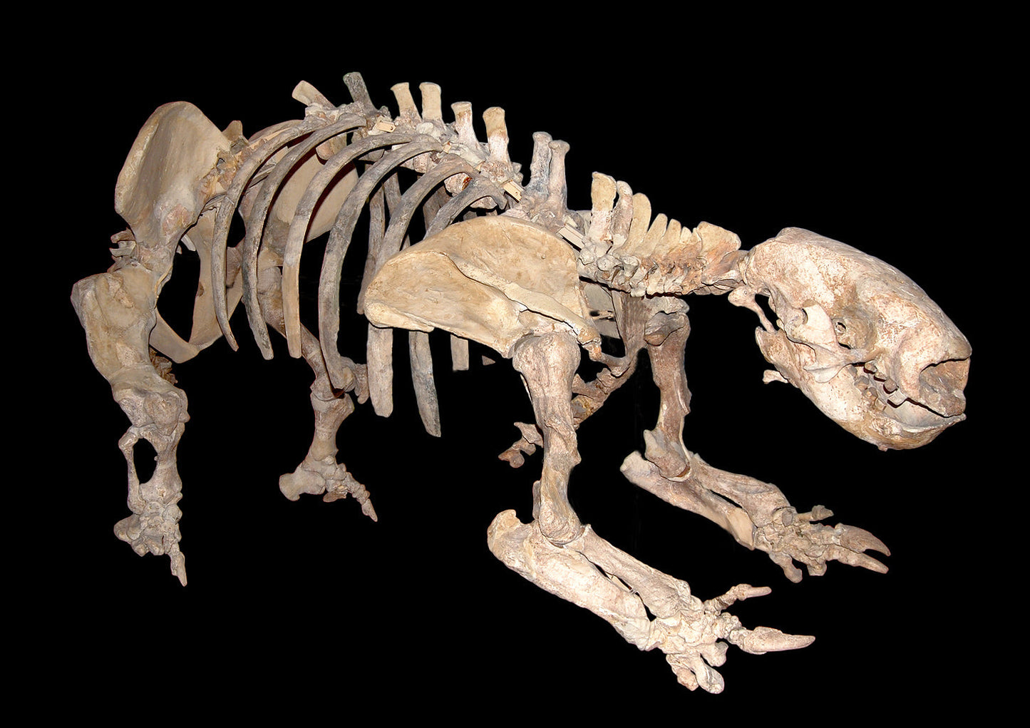 Glossotherium Sloth Skeleton Glossy Poster Picture Photo Print Banner Booma Prints