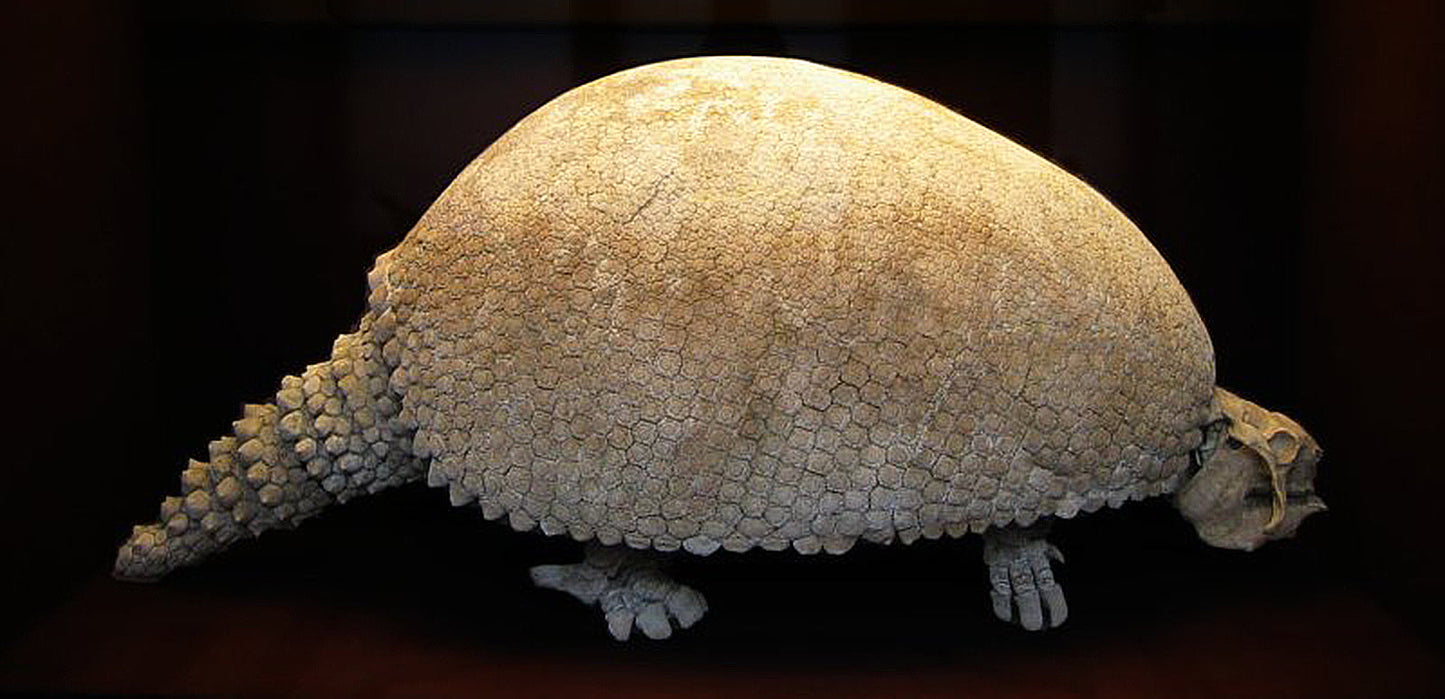 Extinct Glyptodon Armadillo Glossy Poster Picture Photo Print Banner Booma Prints