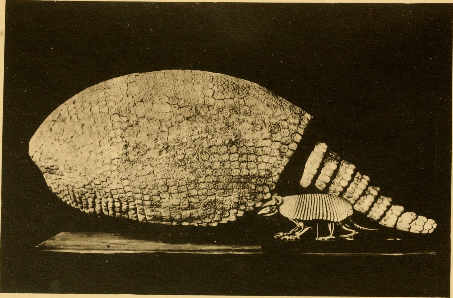 Extinct Glyptotherium Glyptodon Glossy Poster Picture Photo Print Banner Booma Prints