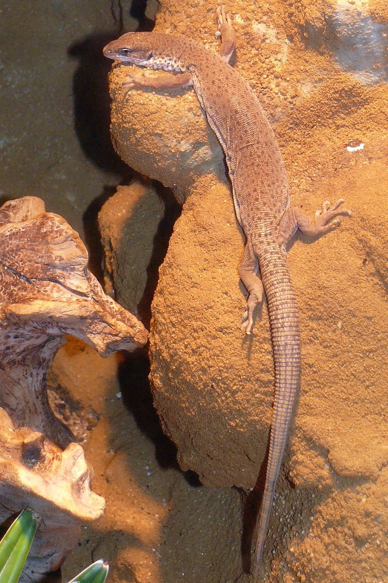Extinct Goanna Lizard Glossy Poster Picture Photo Print Banner Booma Prints