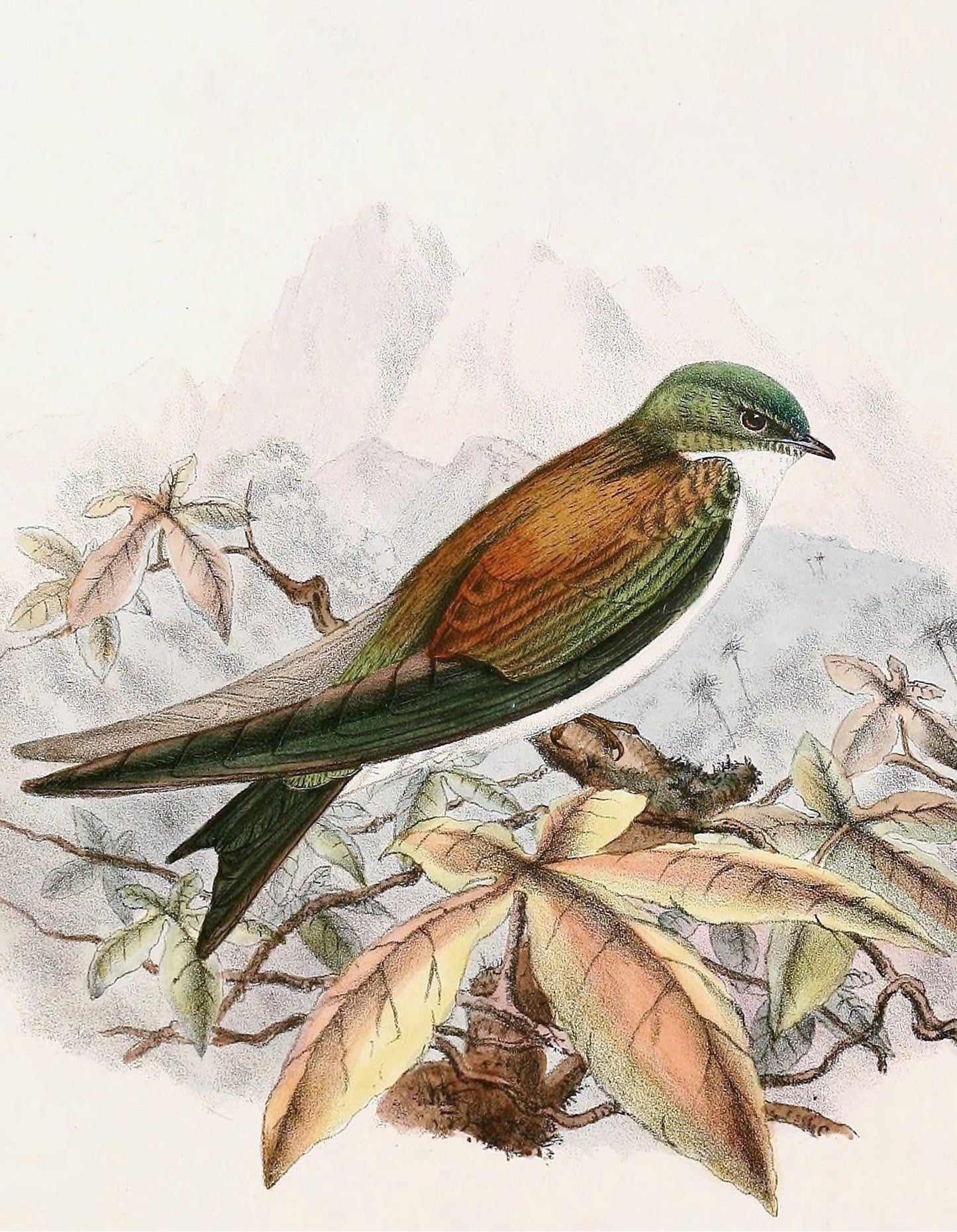 Extinct Golden Swallow Bird Glossy Poster Picture Photo Print Banner Booma Prints