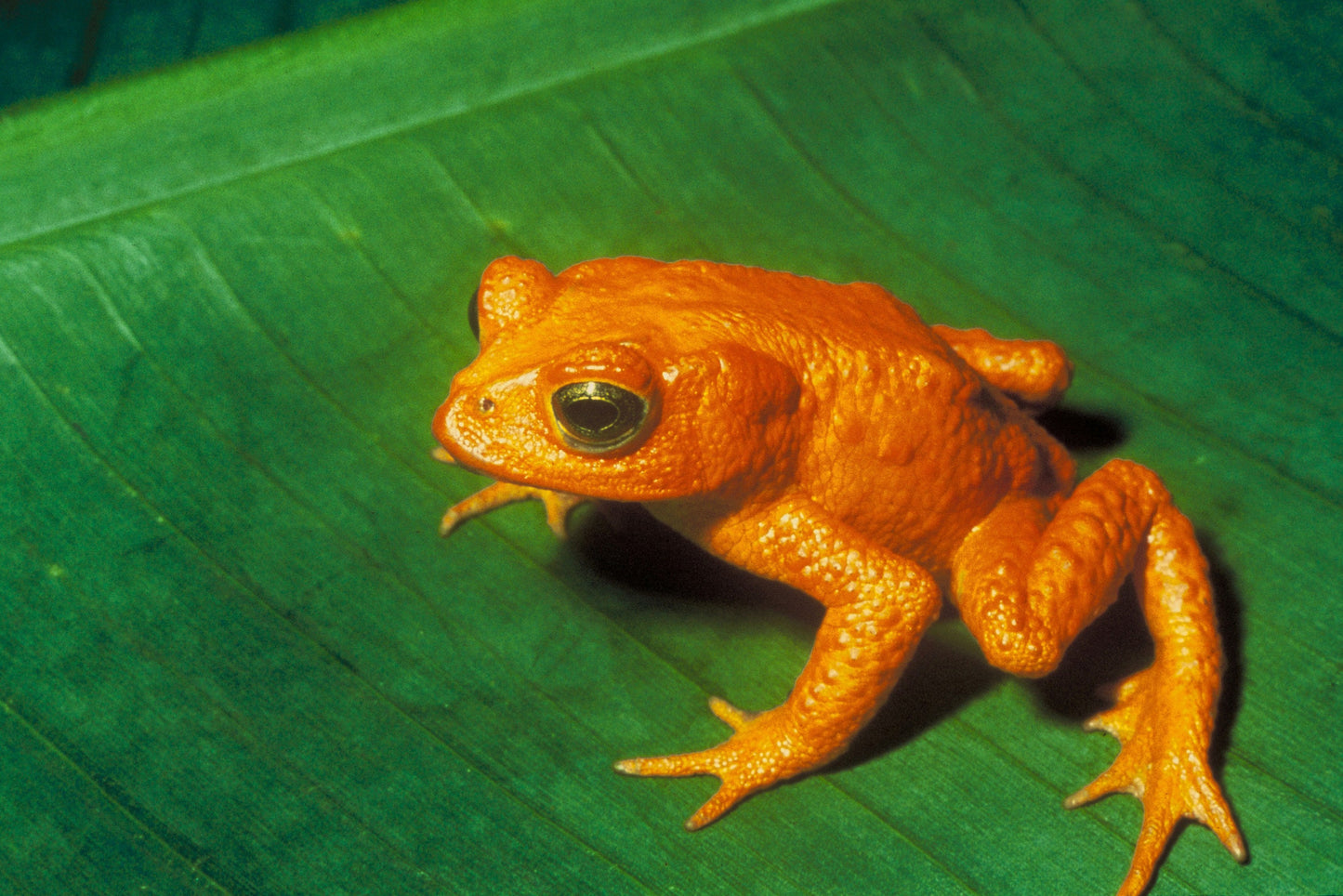 Extinct Golden Toad Glossy Poster Picture Photo Print Banner Booma Prints
