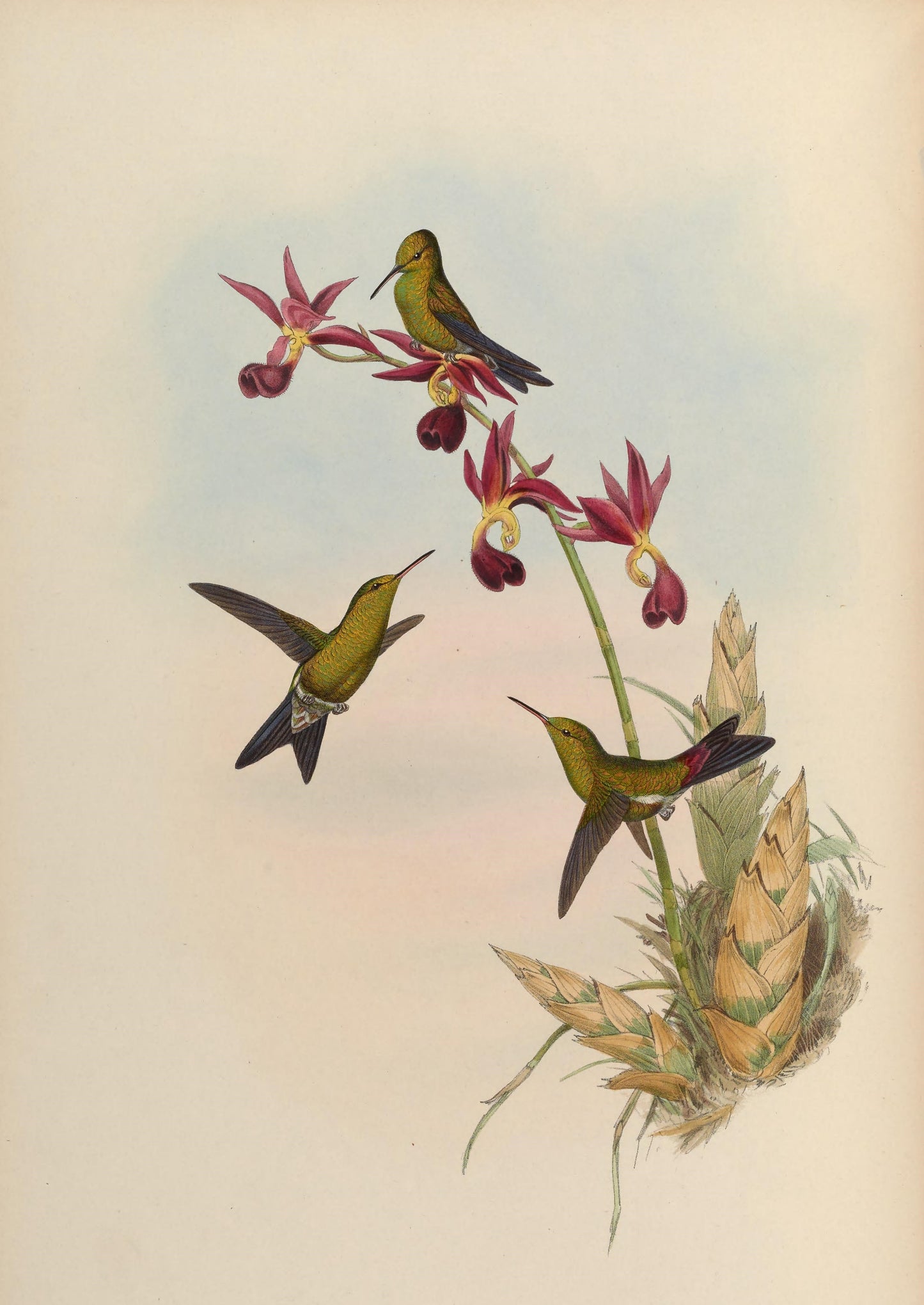 Extinct Gould'S Emerald Bird Glossy Poster Picture Photo Print Banner Booma Prints