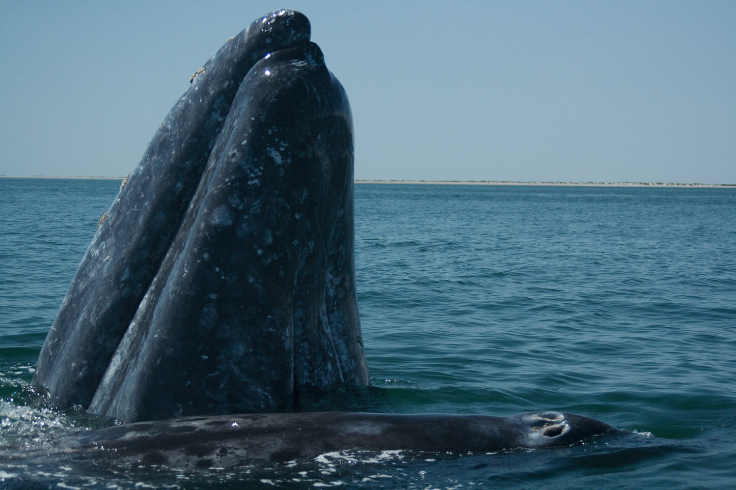 Extinct Grey Gray Whale Glossy Poster Picture Photo Print Banner Booma Prints