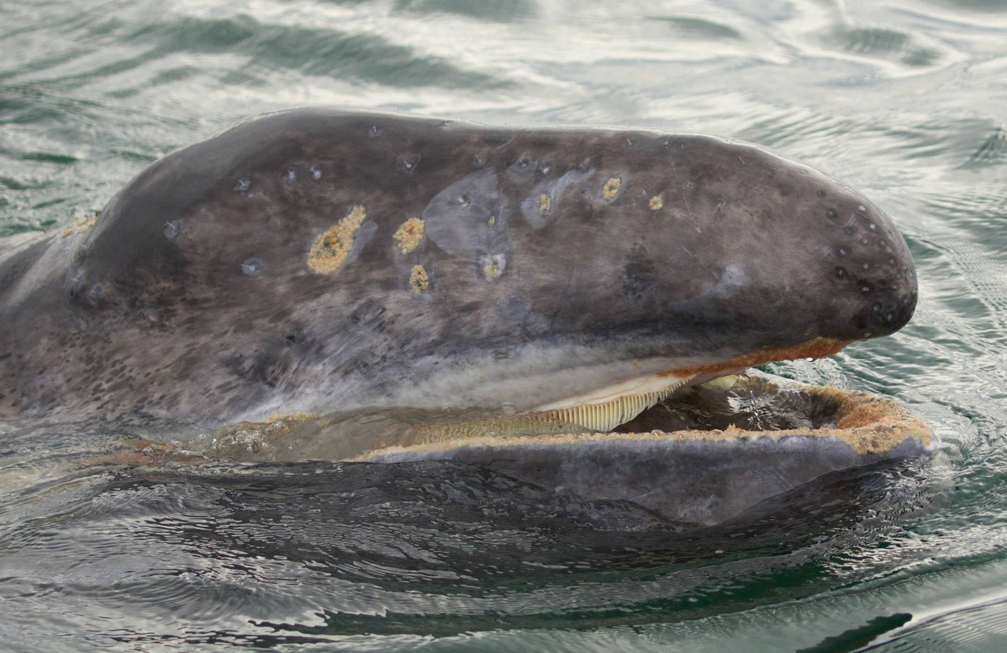 Extinct Grey Gray Whale Calf Glossy Poster Picture Photo Print Banner Booma Prints