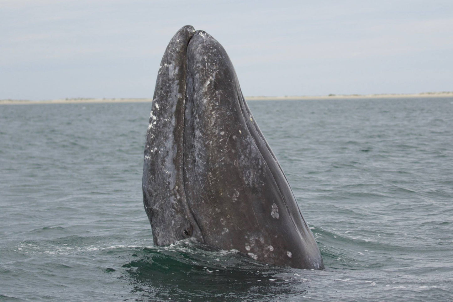 Extinct Gray Whale Devil Fish Glossy Poster Picture Photo Print Banner Booma Prints
