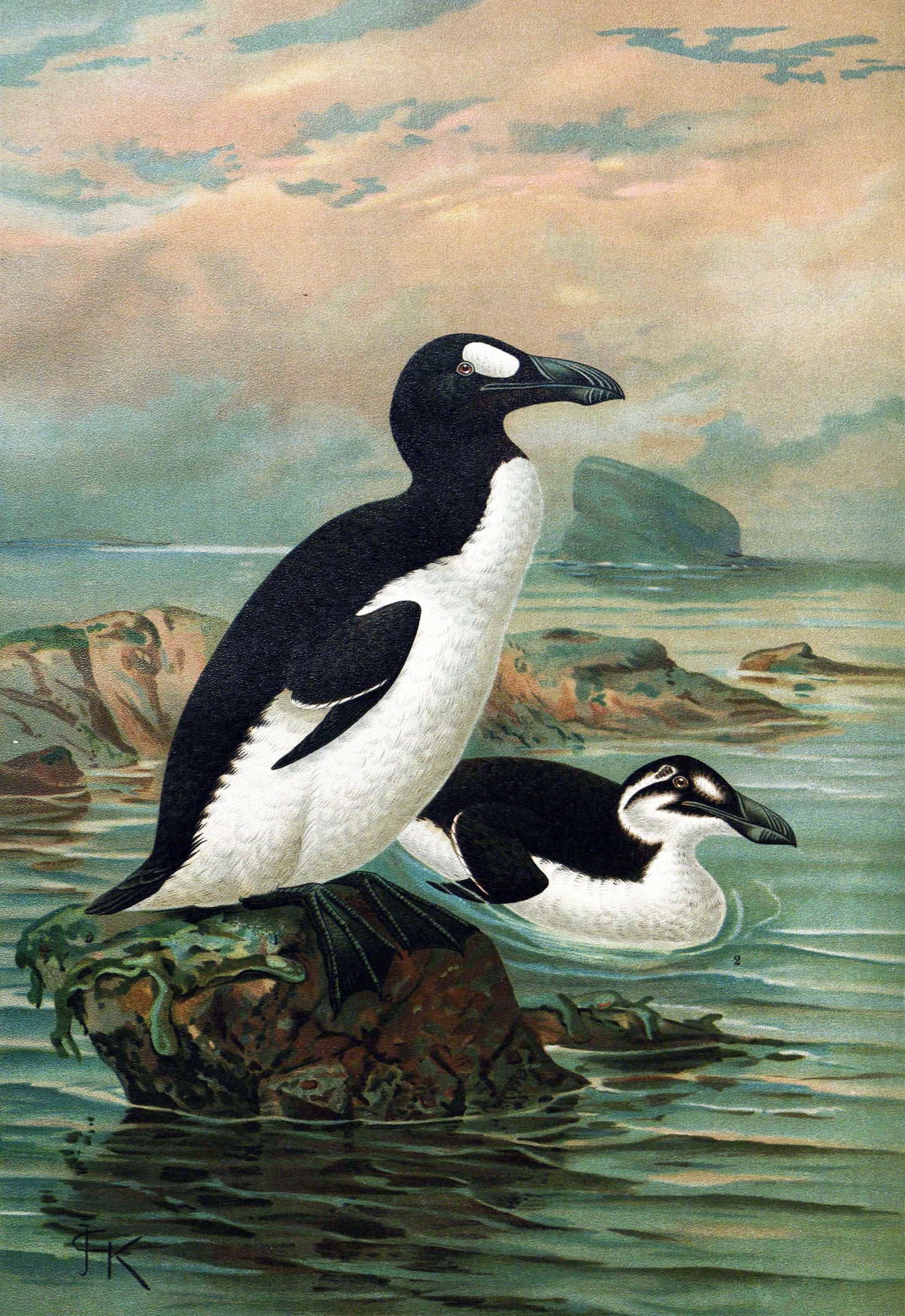 Extinct Great Auk Alcid Bird Poster Picture Photo Print Banner Booma Prints