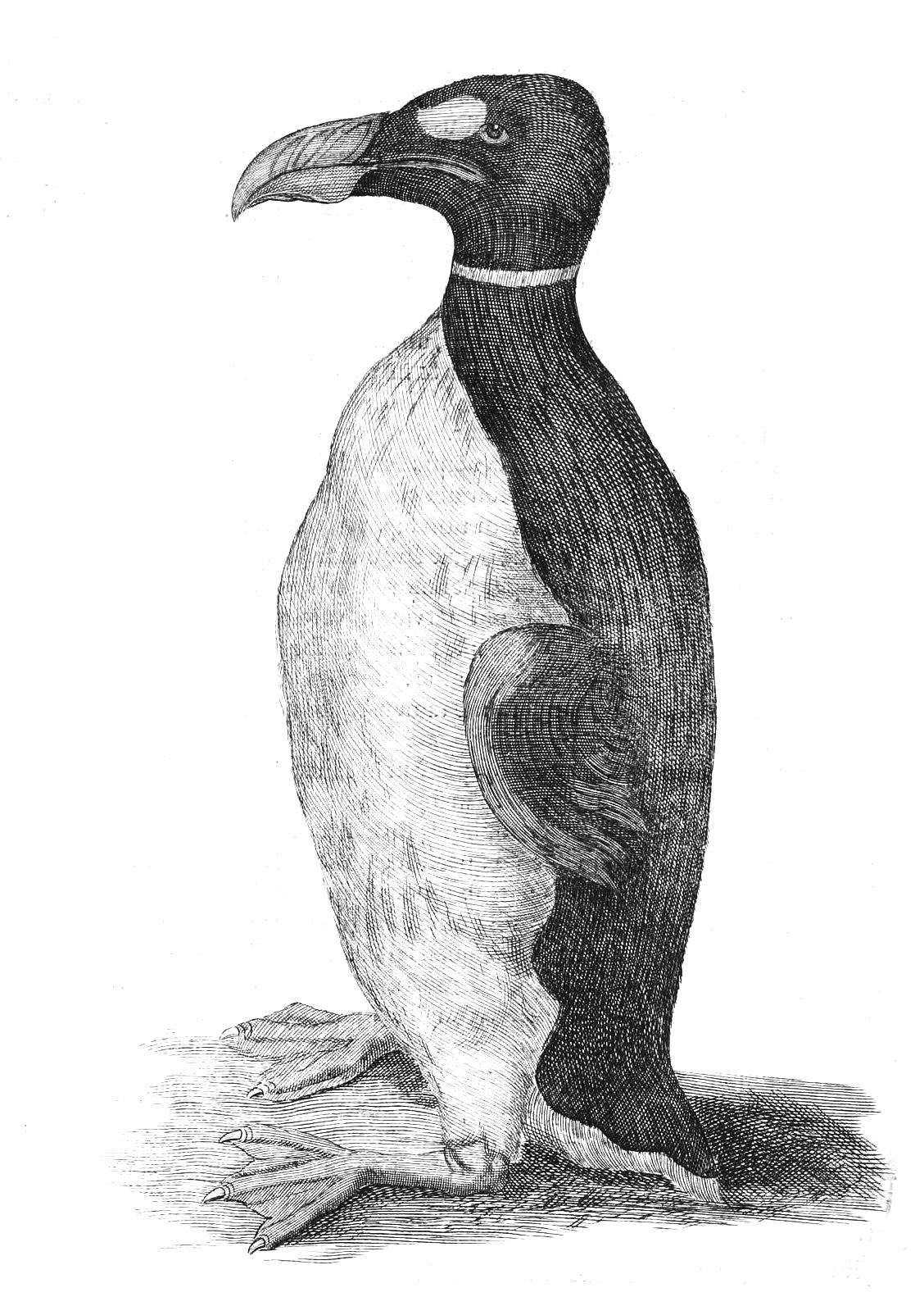 Extinct Great Auk Flightless Bird Glossy Poster Picture Photo Print Banner Booma Prints