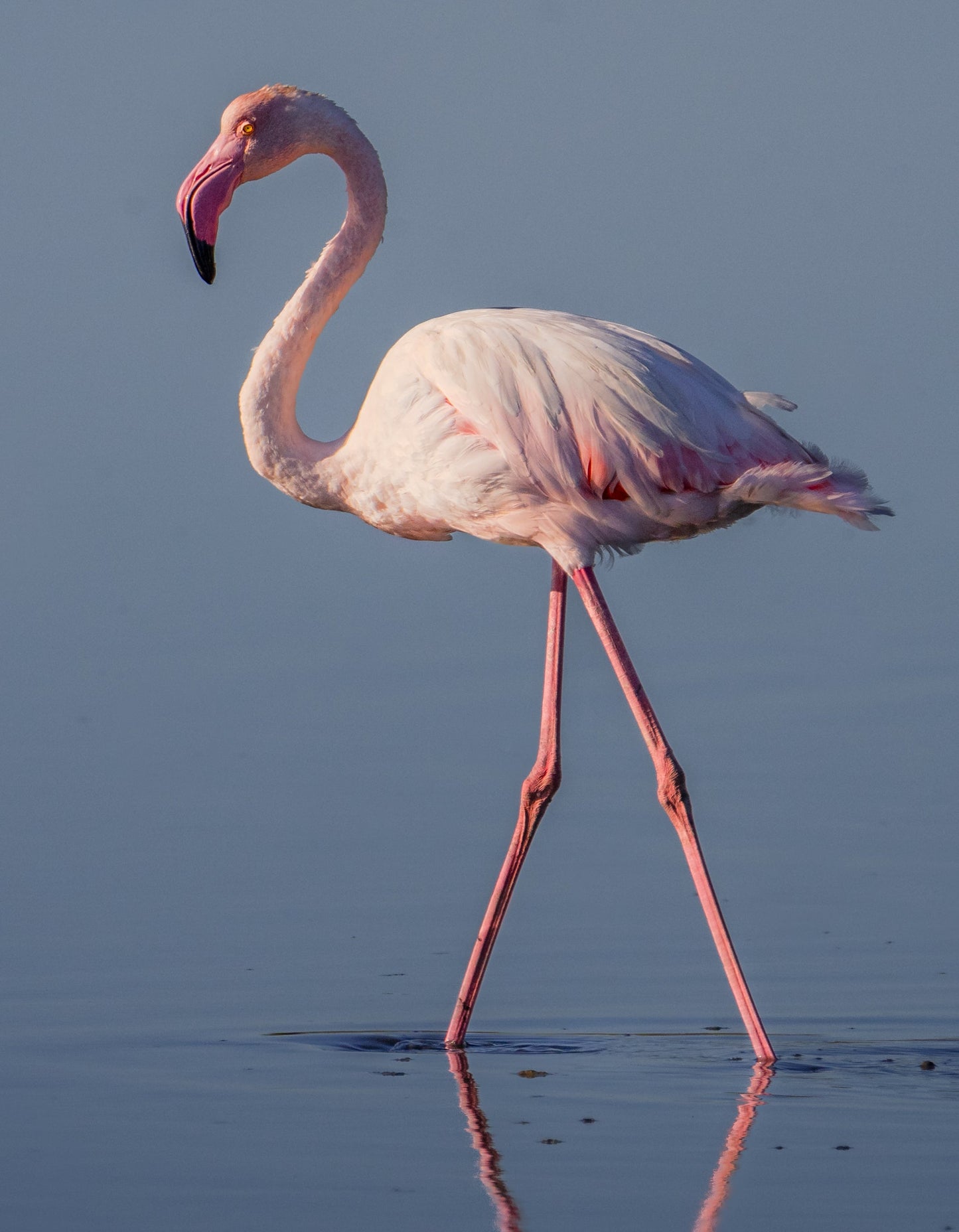 Greater Flamingo Glossy Poster Picture Photo Print Banner Booma Prints