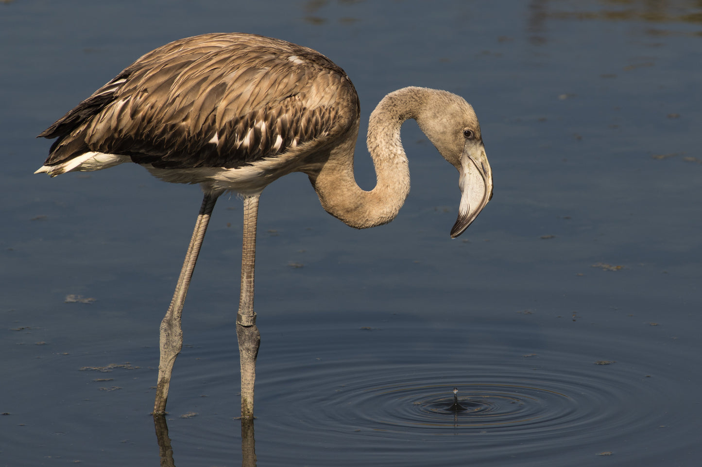 Greater Flamingos Water Glossy Poster Picture Photo Print Banner Booma Prints