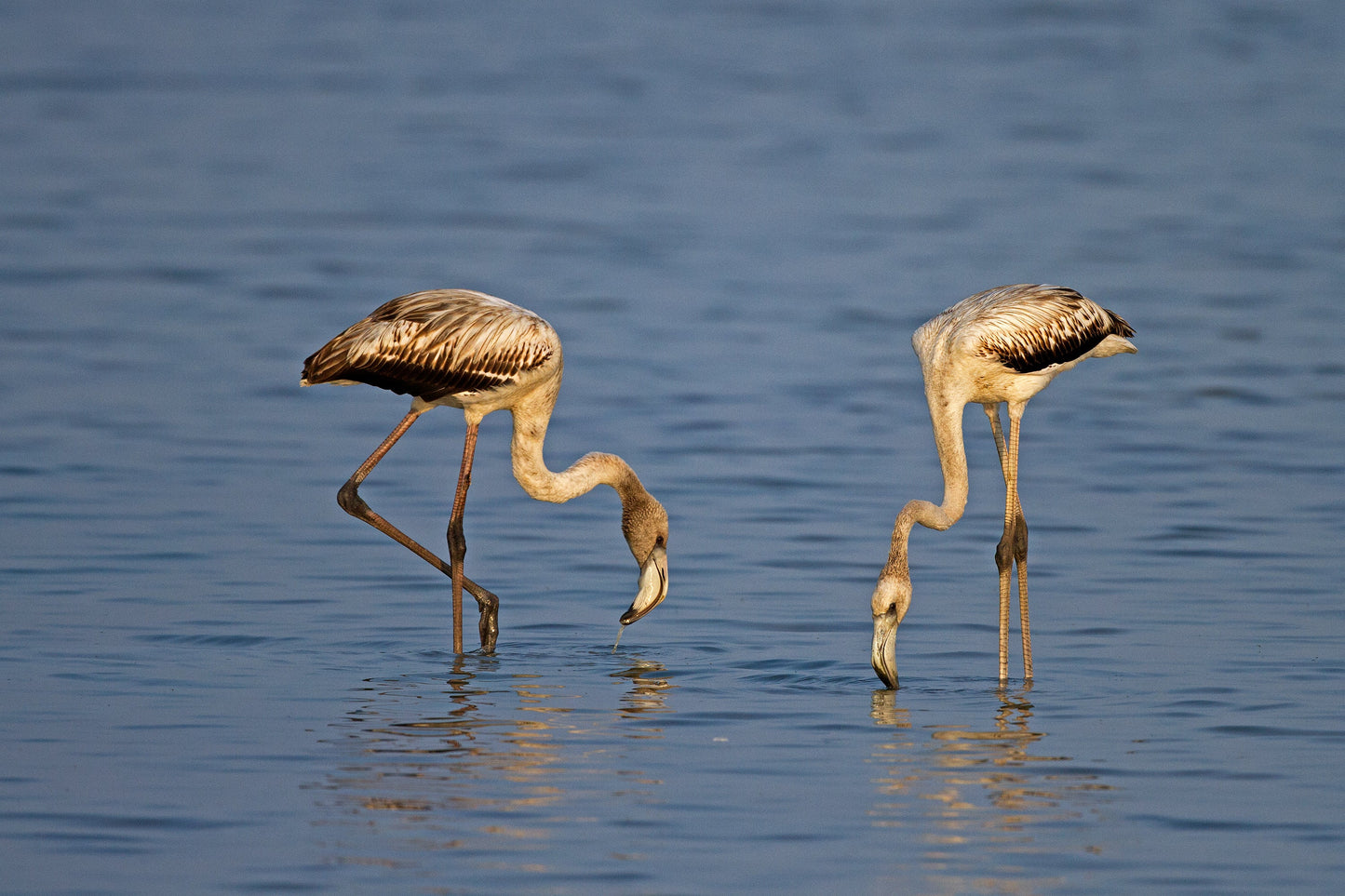 Greater Flamingo Africa Glossy Poster Picture Photo Print Banner Booma Prints