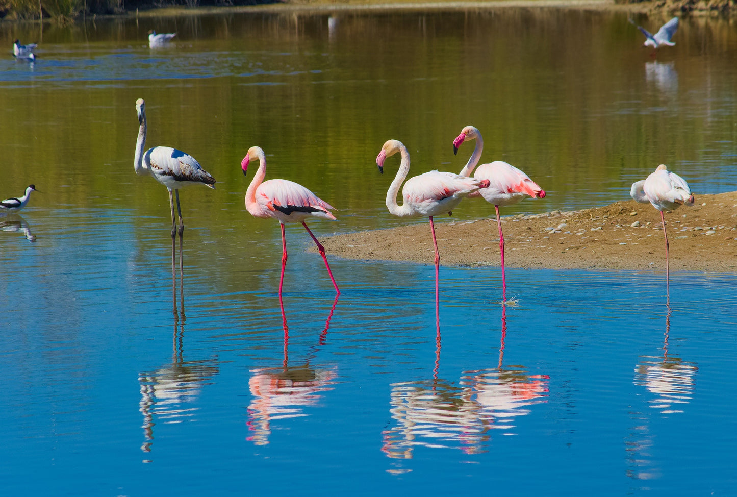 Greater Flamingo Bird Glossy Poster Picture Photo Print Banner Booma Prints