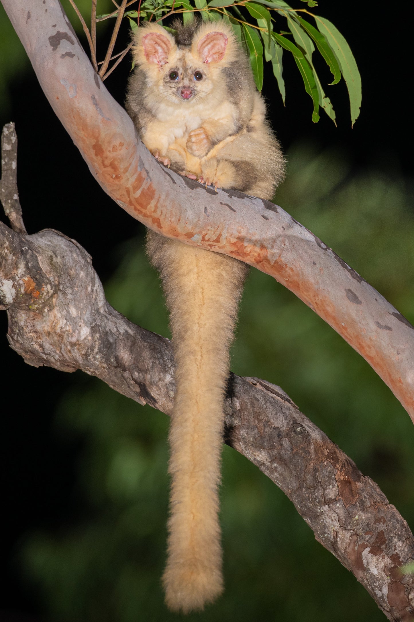 Extinct Greater Glider Glossy Poster Picture Photo Print Banner Booma Prints