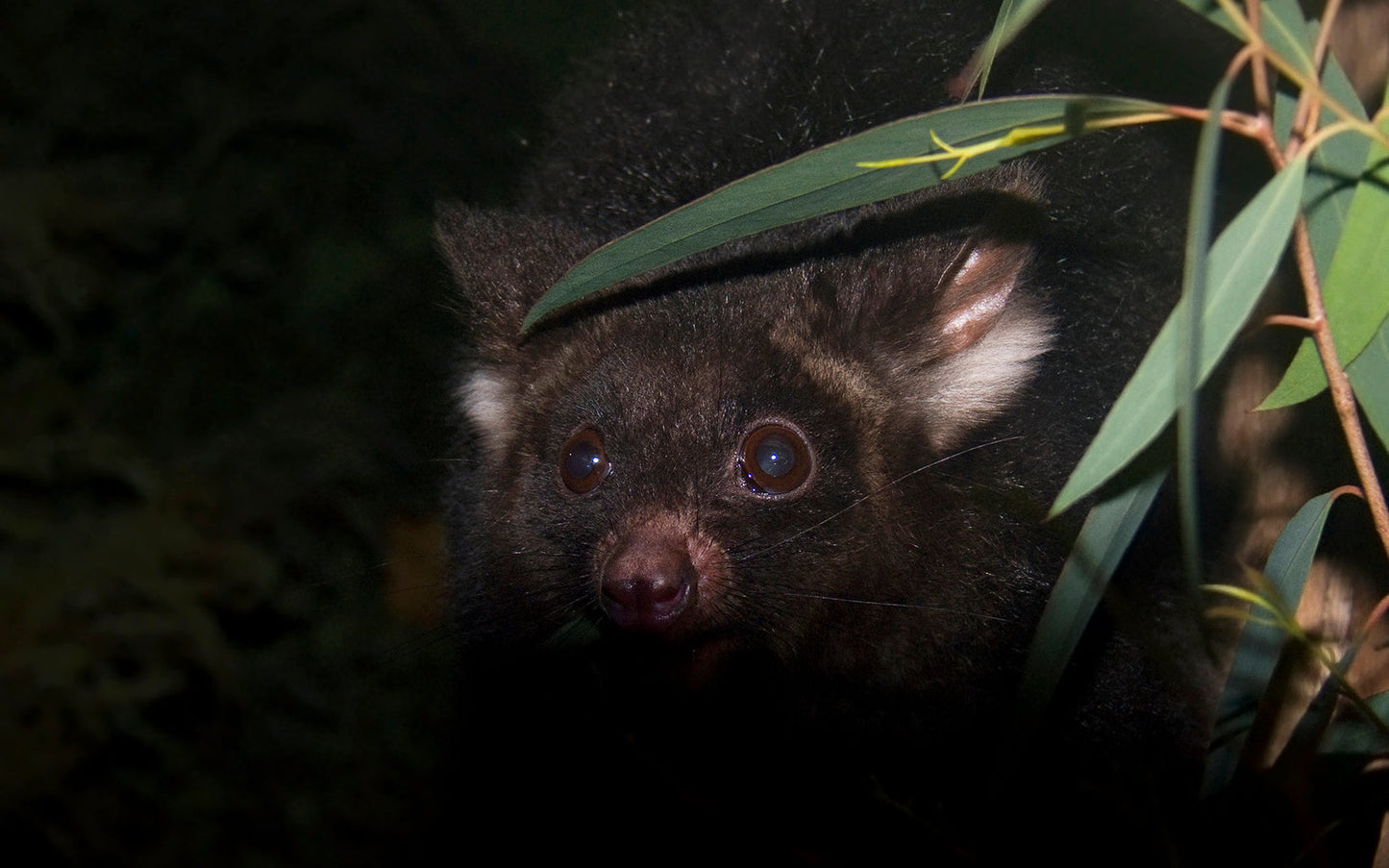 Extinct Greater Glider Australia Glossy Poster Picture Photo Print Banner Booma Prints