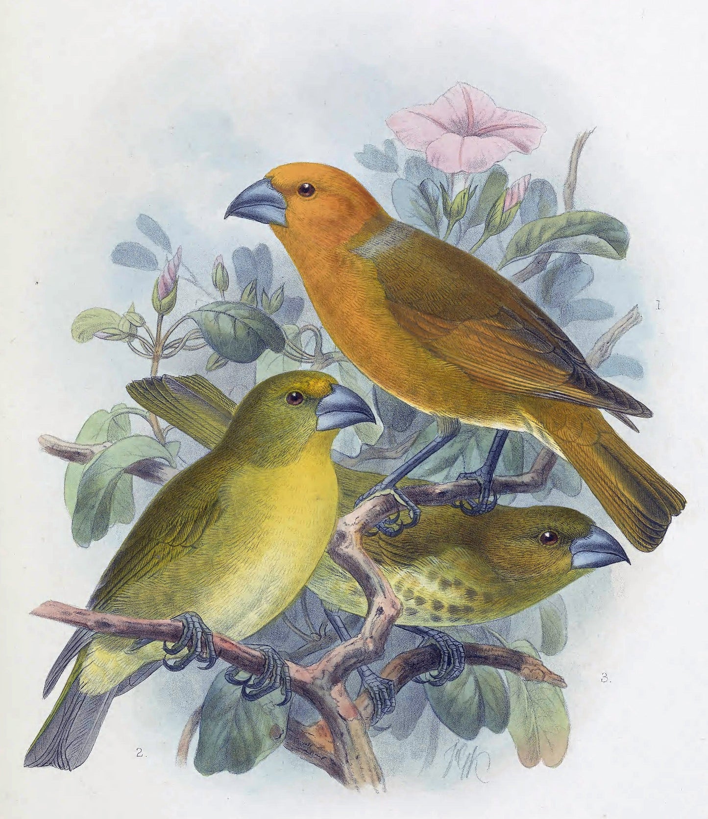 Extinct Greater Goa Finch Glossy Poster Picture Photo Print Banner Booma Prints