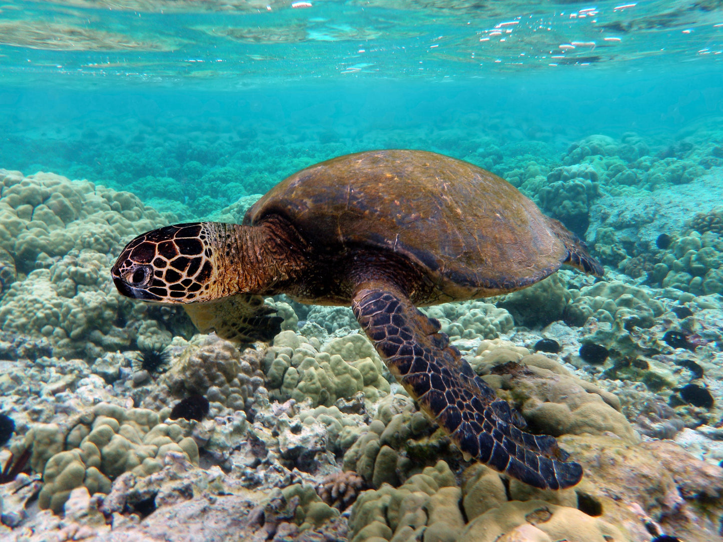 Extinct Green Sea Turtle Glossy Poster Picture Photo Print Banner Booma Prints