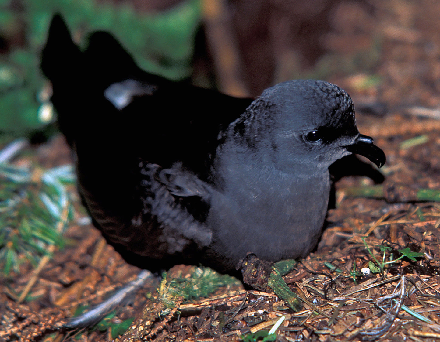 Extinct Guadalupe Storm Petrel Glossy Poster Picture Photo Print Banner Booma Prints