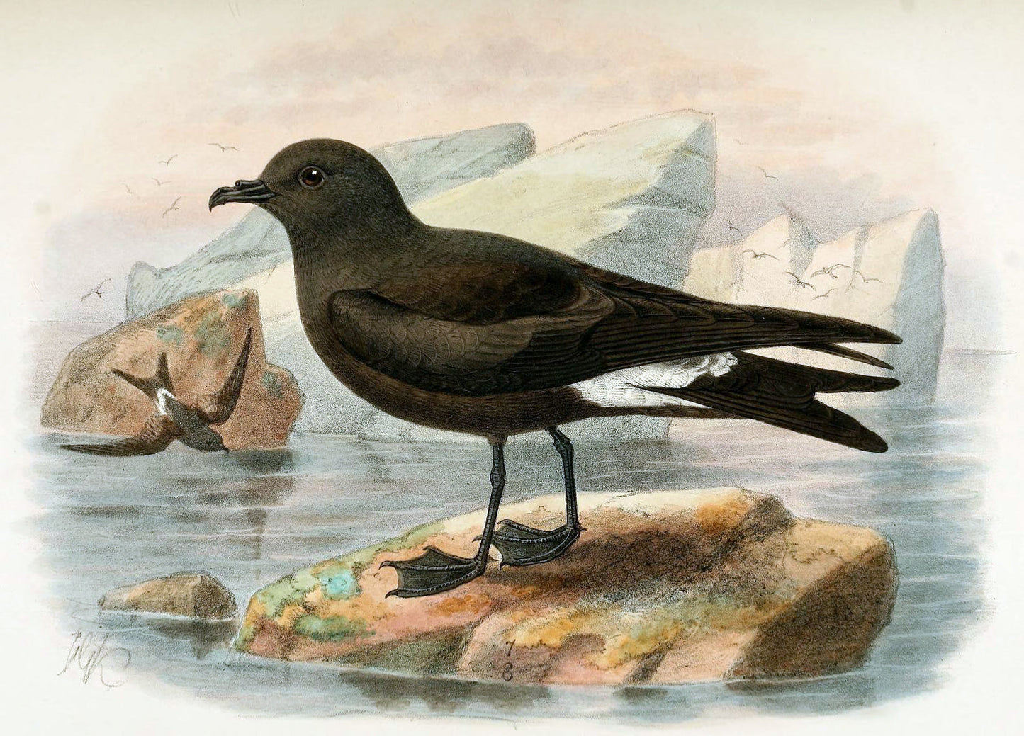 Guadalupe Storm Petrel Bird Glossy Poster Picture Photo Print Banner Booma Prints