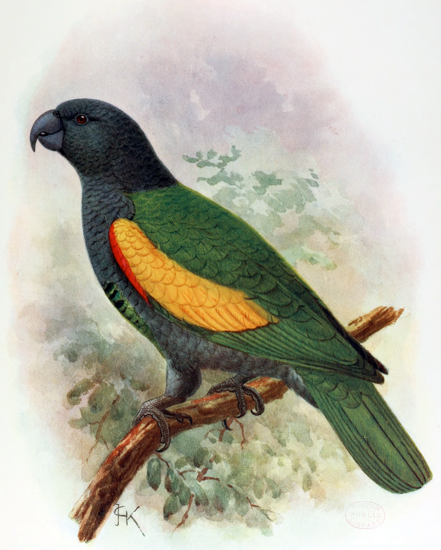 Extinct Amazonian Guadeloupe Bird Glossy Poster Picture Photo Print Banner Booma Prints