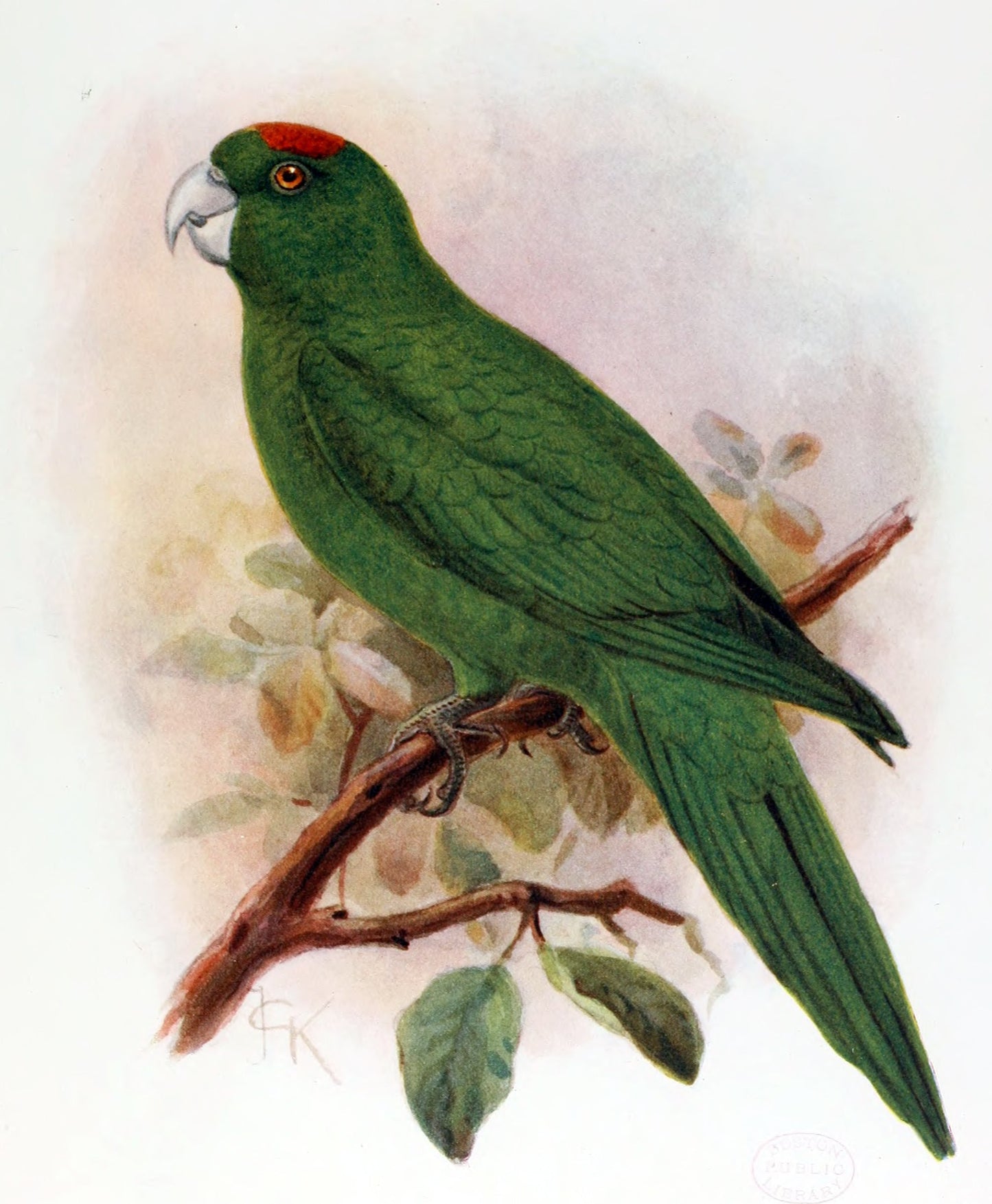 Extinct Guadeloupe Parakeet Bird Glossy Poster Picture Photo Print Banner Booma Prints