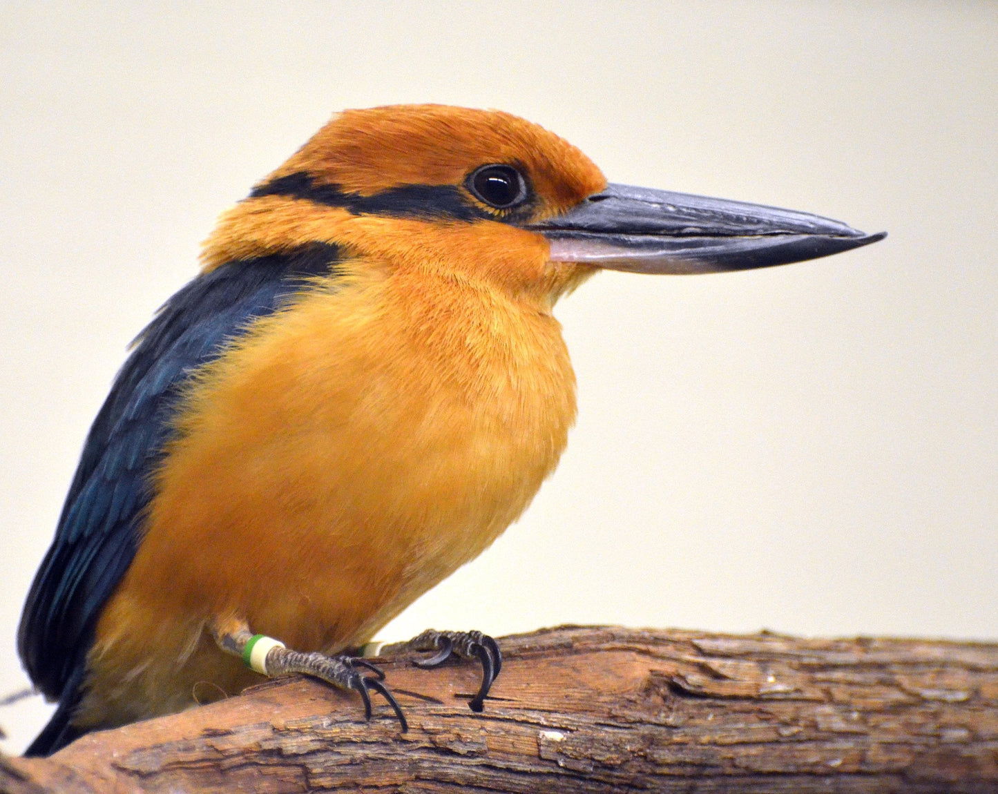 Extinct Guam Kingfisher Brid Glossy Poster Picture Photo Print Banner Booma Prints