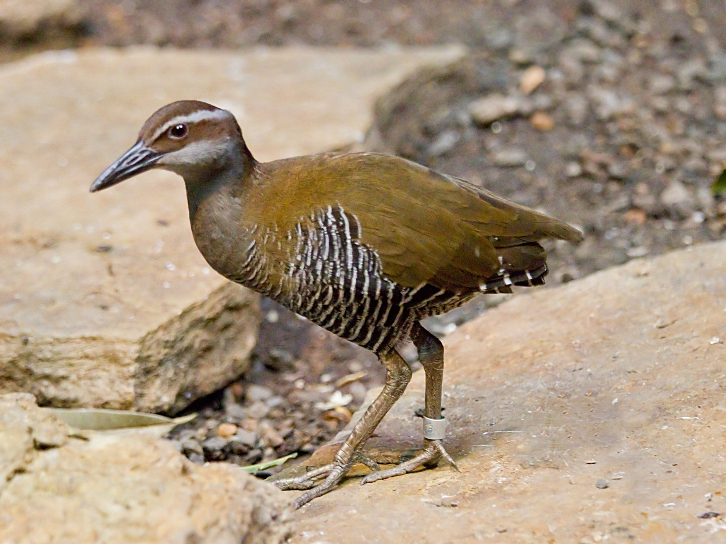 Extinct Guam Rail Bird Glossy Poster Picture Photo Print Banner Booma Prints