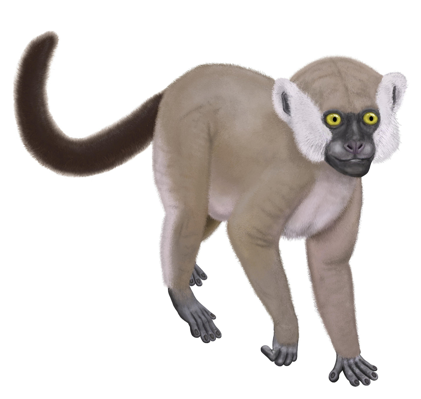 Extinct Hadropithecus Lemur Glossy Poster Picture Photo Print Banner Booma Prints
