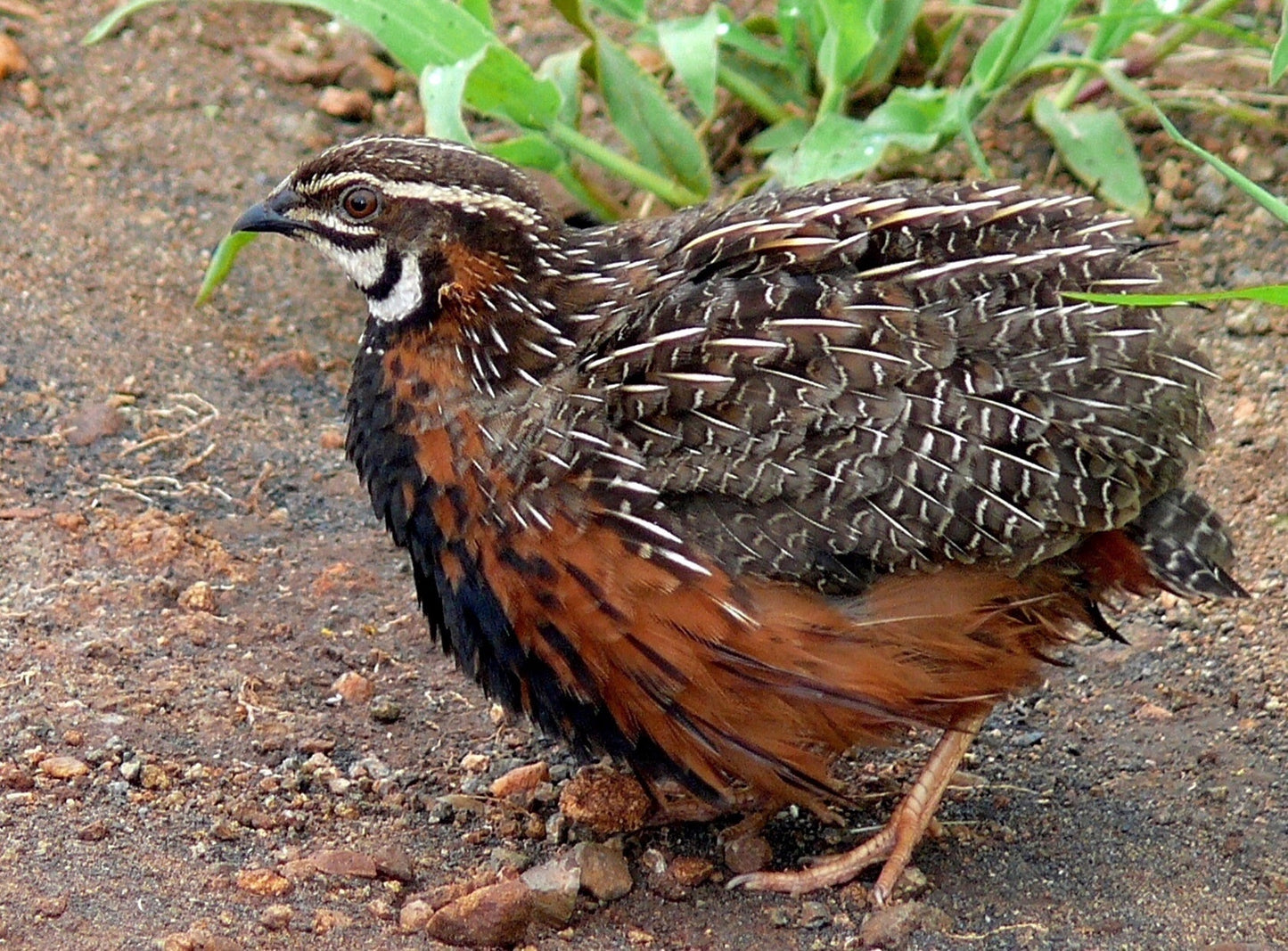 Extinct Harlequin Quail Glossy Poster Picture Photo Print Banner Booma Prints