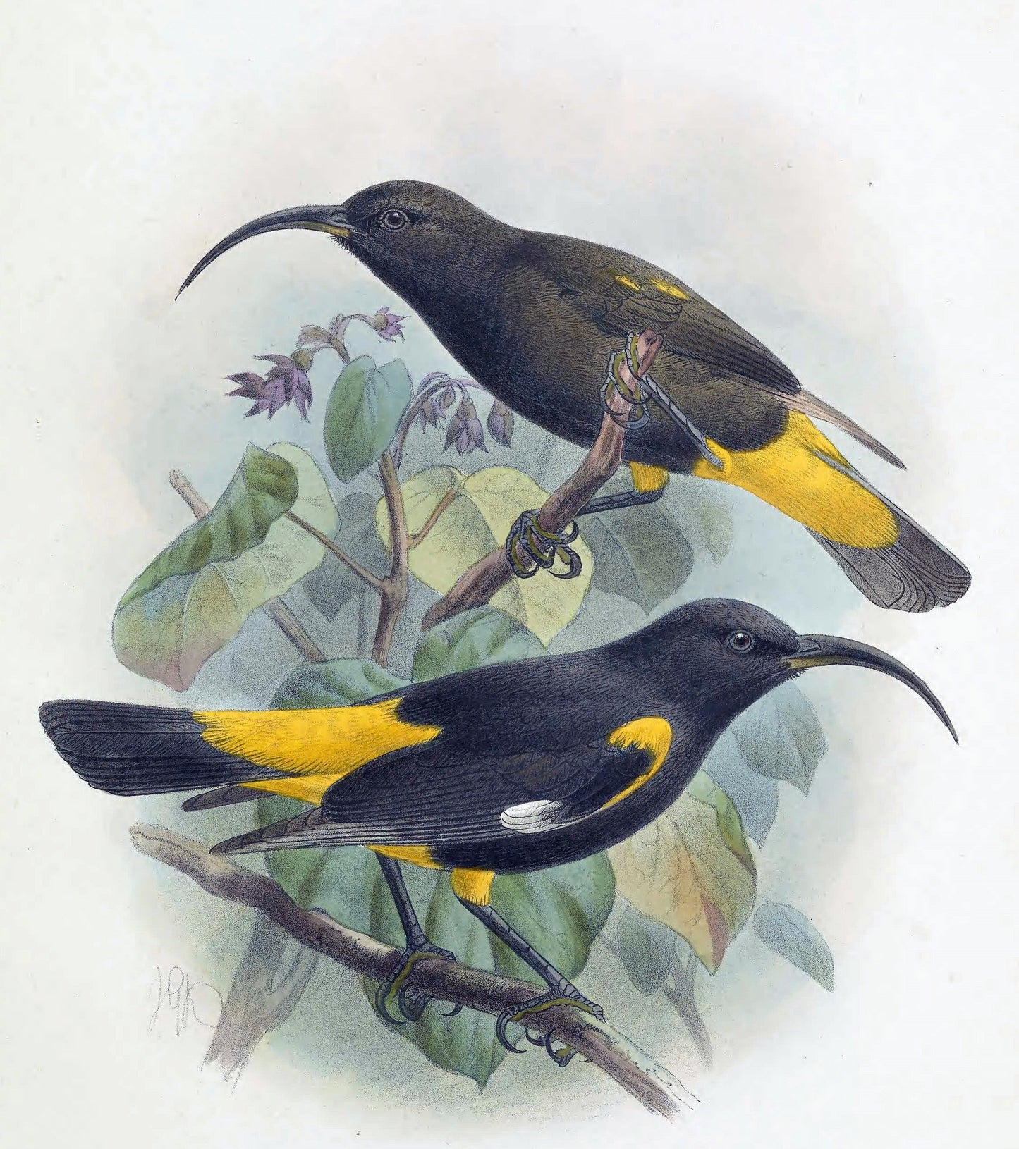 Extinct Hawaii Mamo Bird Glossy Poster Picture Photo Print Banner Booma Prints