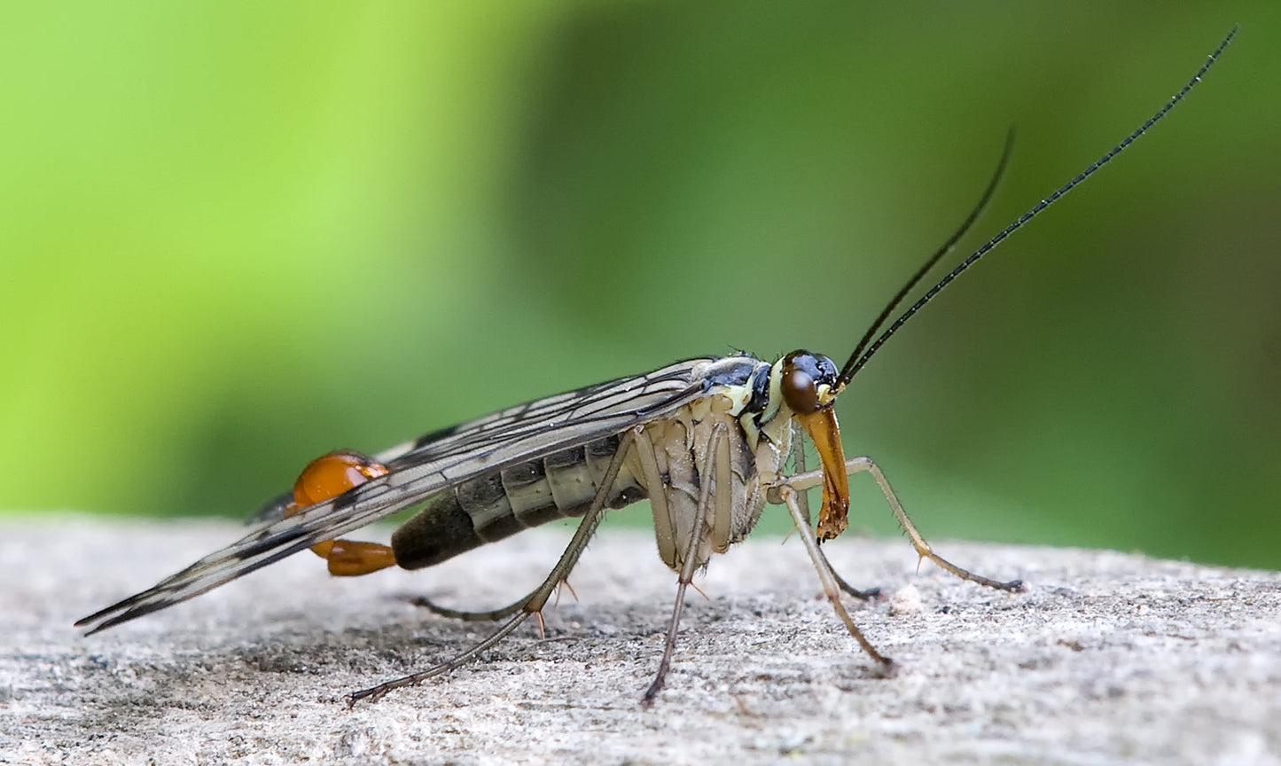 Scorpian Fly Insect Glossy Poster Picture Photo Print Banner Booma Prints