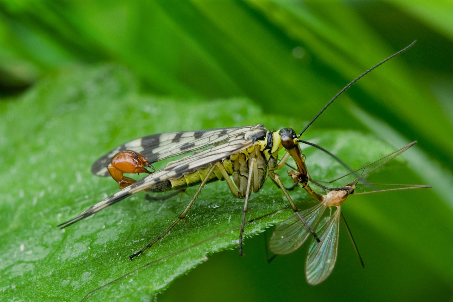 Scorpian Fly Scorpianflies Glossy Poster Picture Photo Print Banner Booma Prints