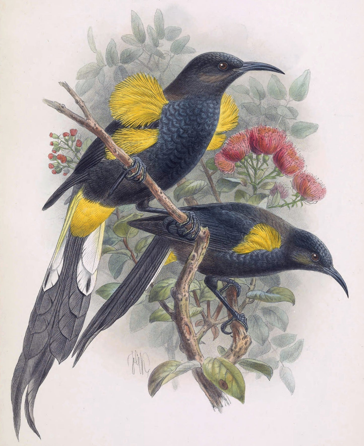 Extinct Hawaii Honeyeater Glossy Poster Picture Photo Print Banner Booma Prints