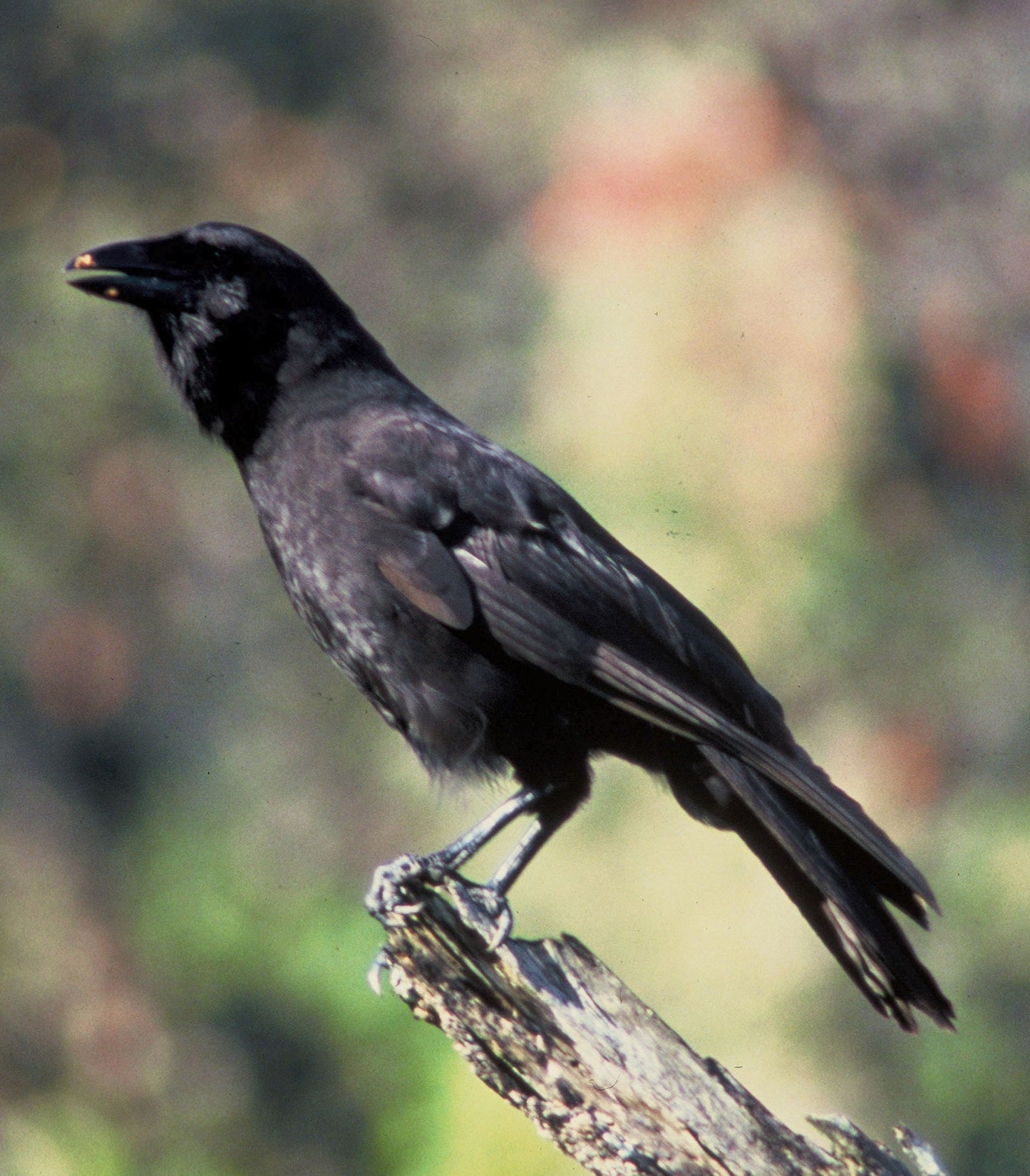 Extinct Hawaiian Crow Glossy Poster Picture Photo Print Banner Booma Prints