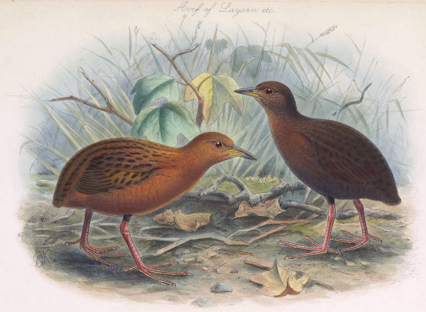 Extinct Hawaiian Rail Bird Glossy Poster Picture Photo Print Banner Booma Prints