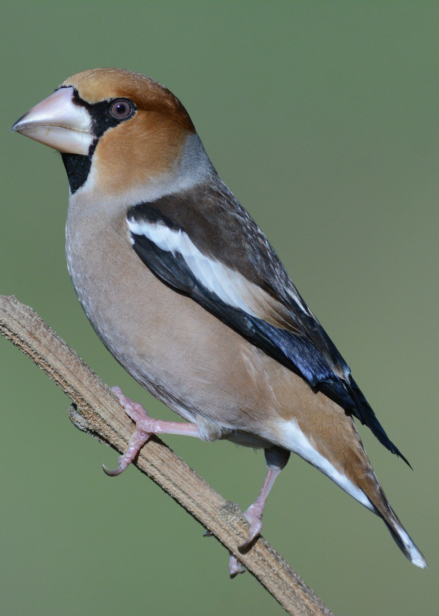 Extinct Hawfinch Bird Glossy Poster Picture Photo Print Banner Booma Prints