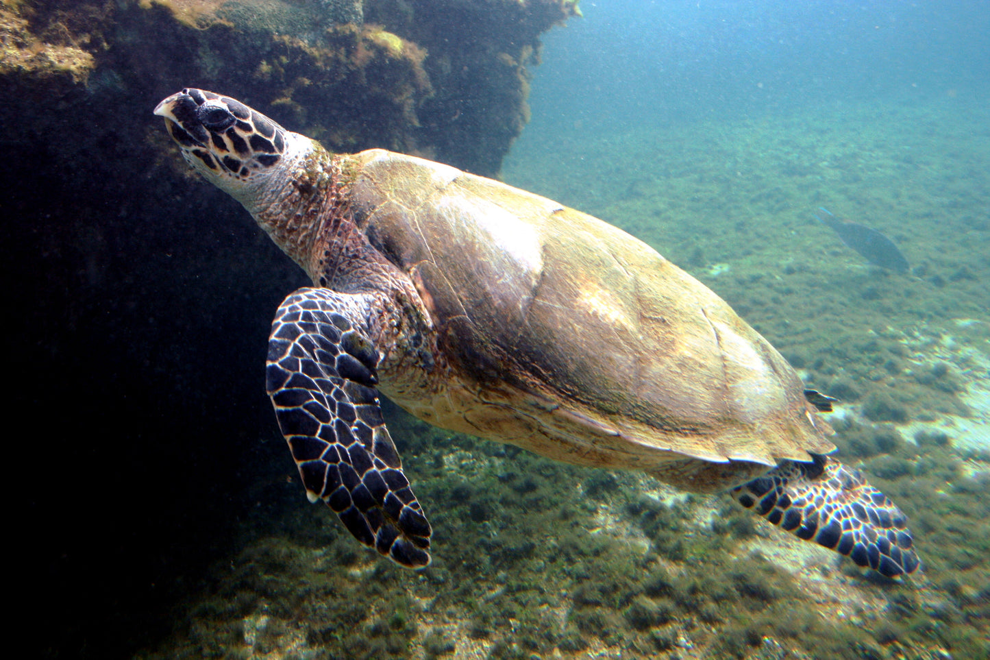 Extinct Hawksbill Sea Turtle Glossy Poster Picture Photo Print Banner Booma Prints
