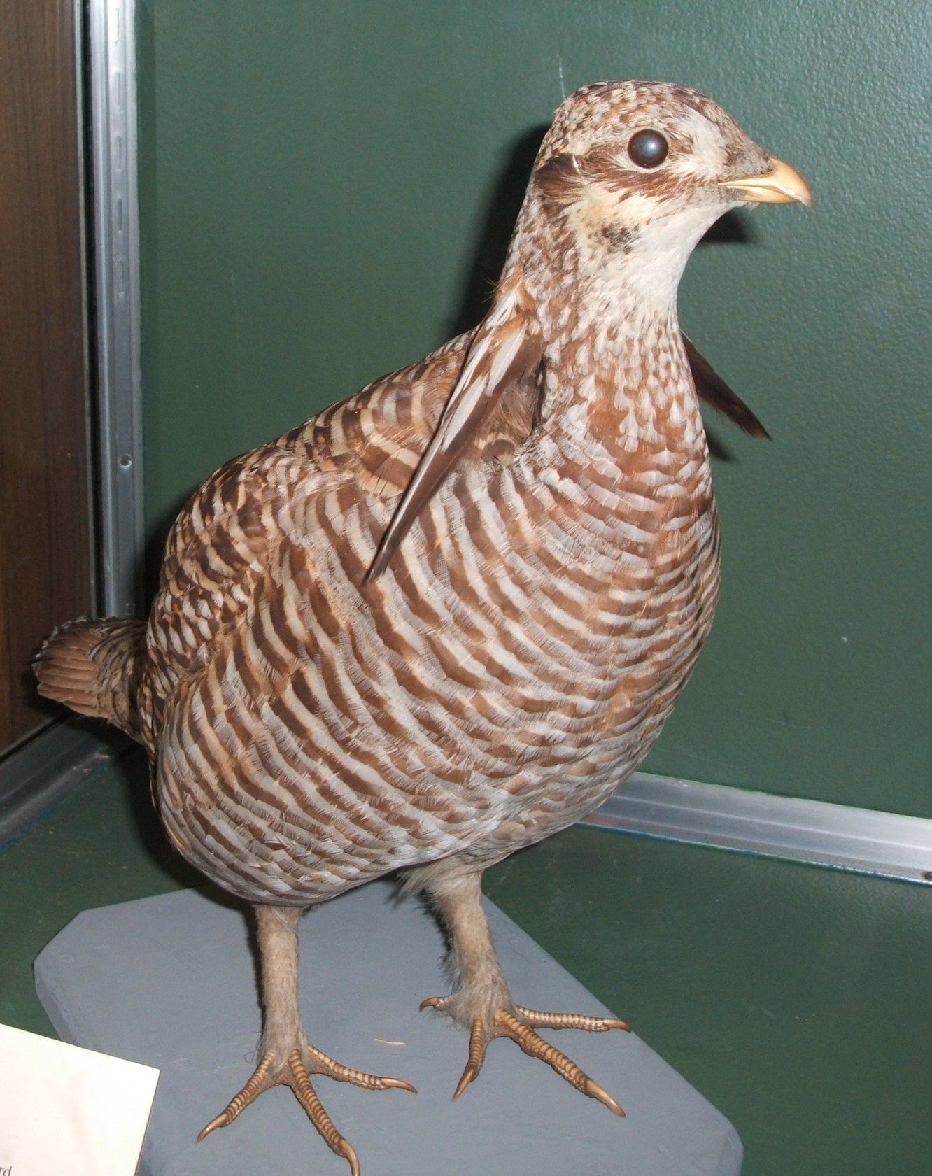 Extinct Heath Hen Glossy Poster Picture Photo Print Banner Booma Prints