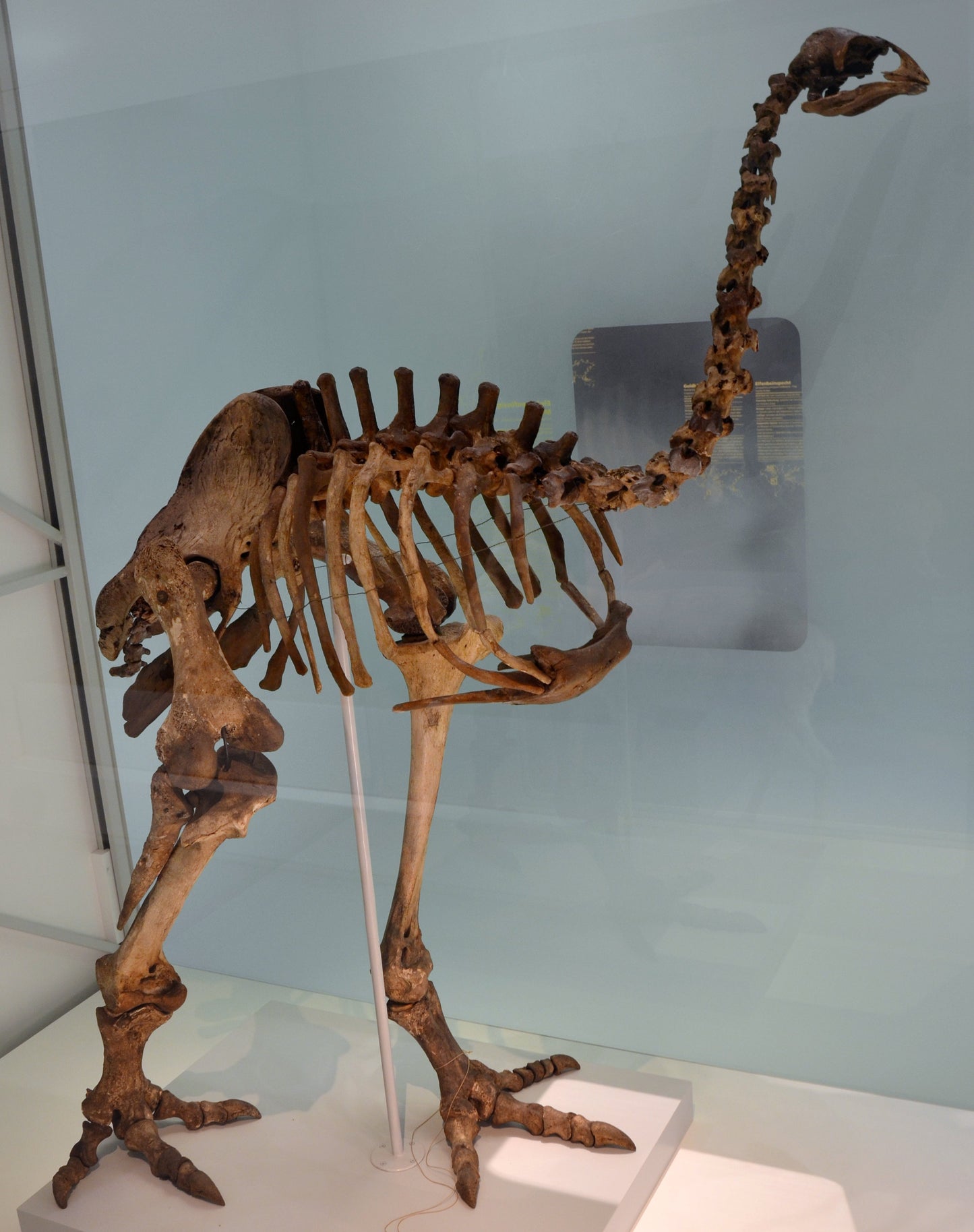 Extinct Heavy Footed Moa Glossy Poster Picture Photo Print Banner Booma Prints