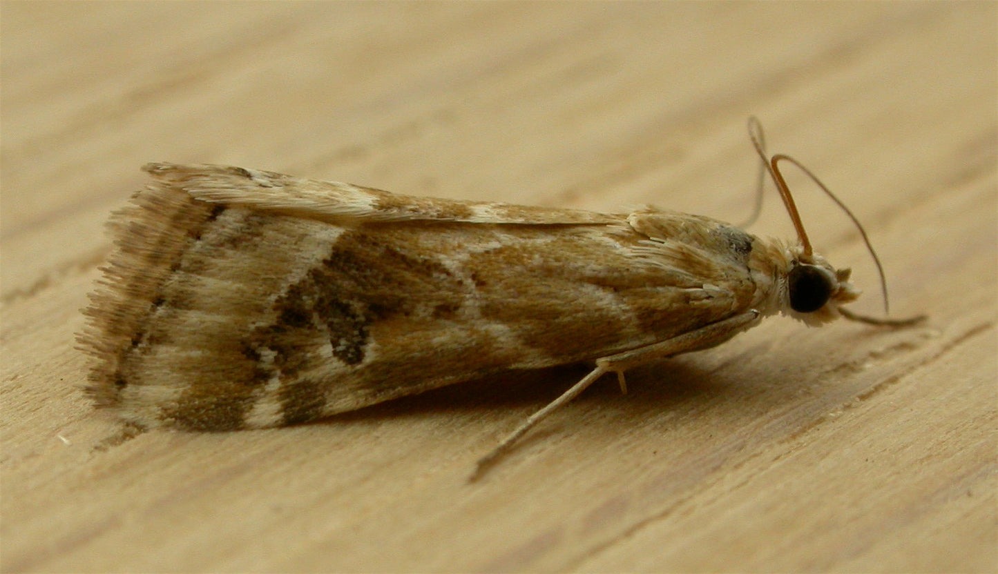 Extinct Hellula Moth Glossy Poster Picture Photo Print Banner Booma Prints