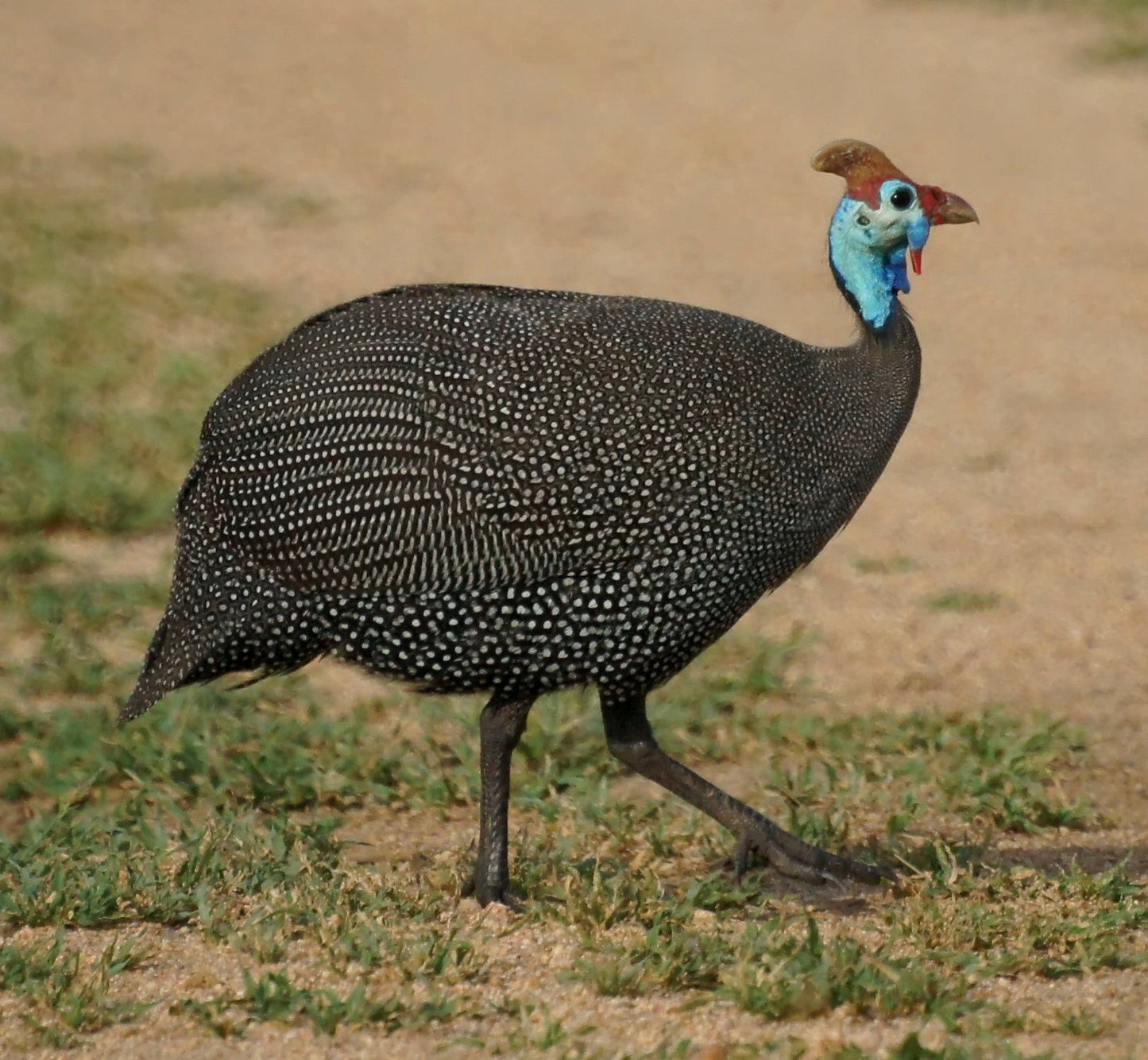 Helmeted Gunieafowl Africa Glossy Poster Picture Photo Print Banner Booma Prints