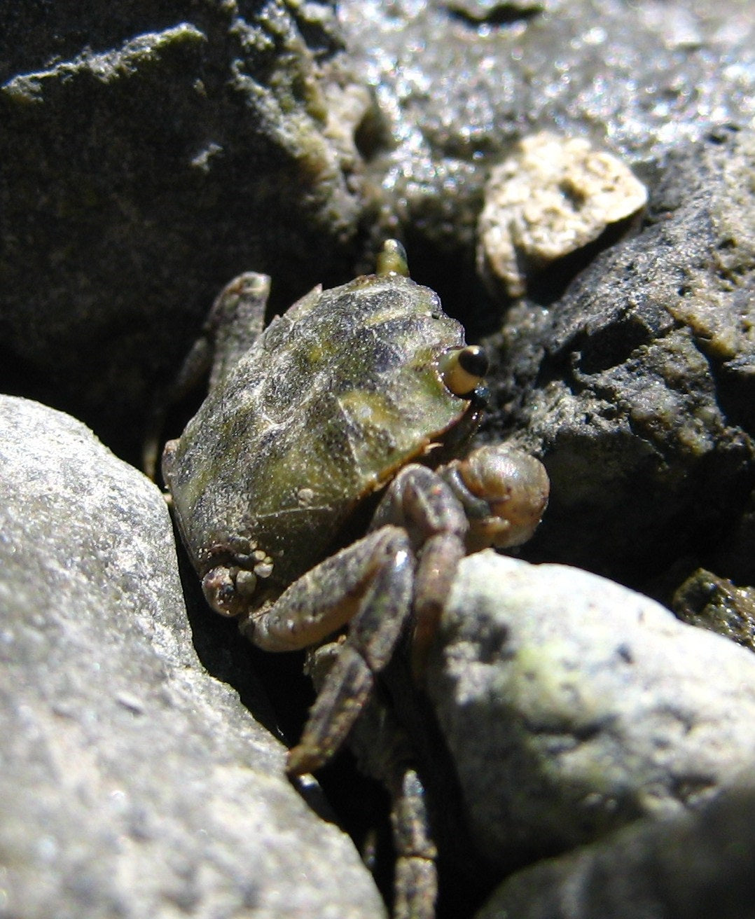 Hermigraspsus Estellinensis Crab Glossy Poster Picture Photo Print Banner Booma Prints