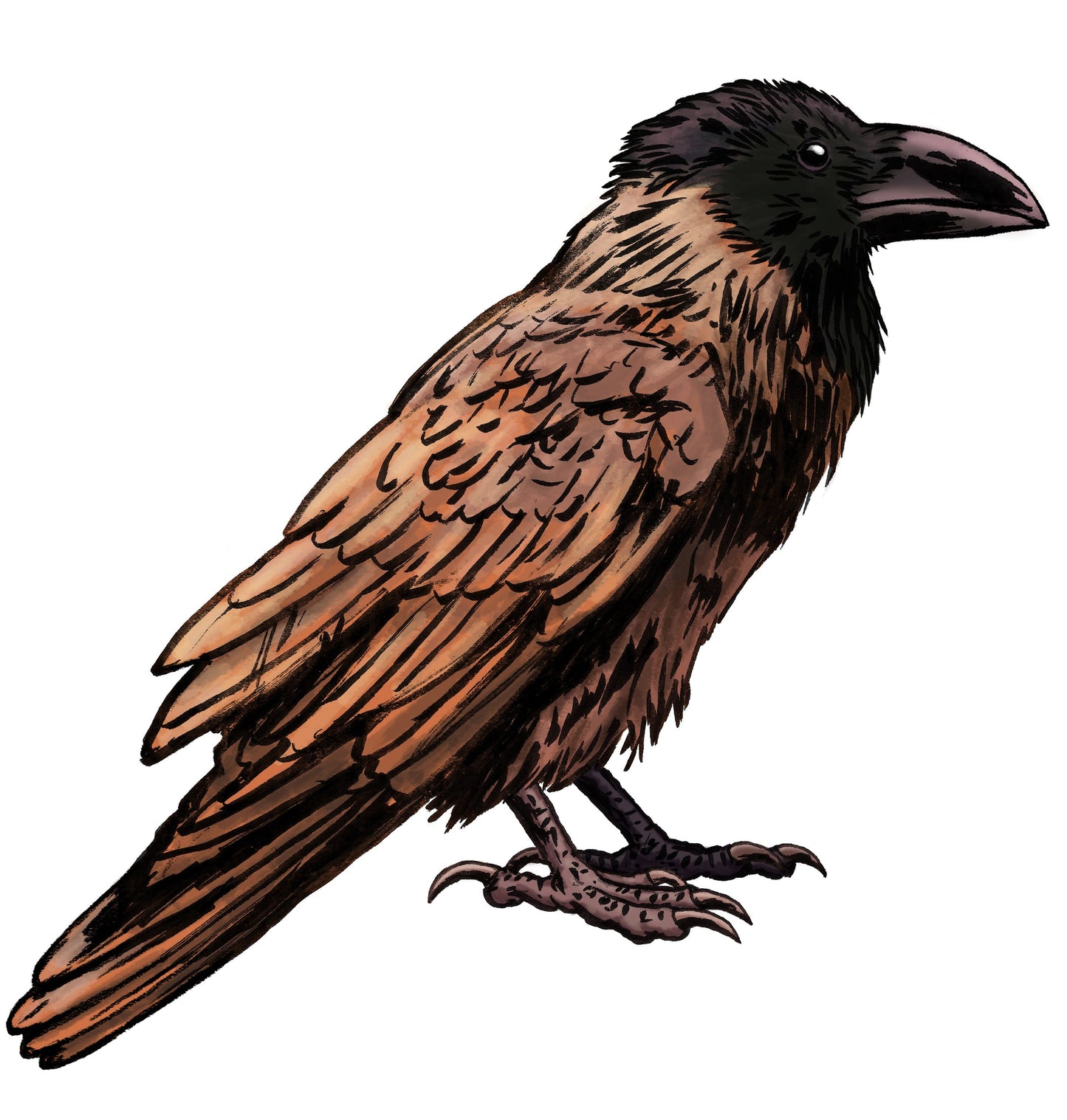 Extinct High Billed Crow Glossy Poster Picture Photo Print Banner Booma Prints