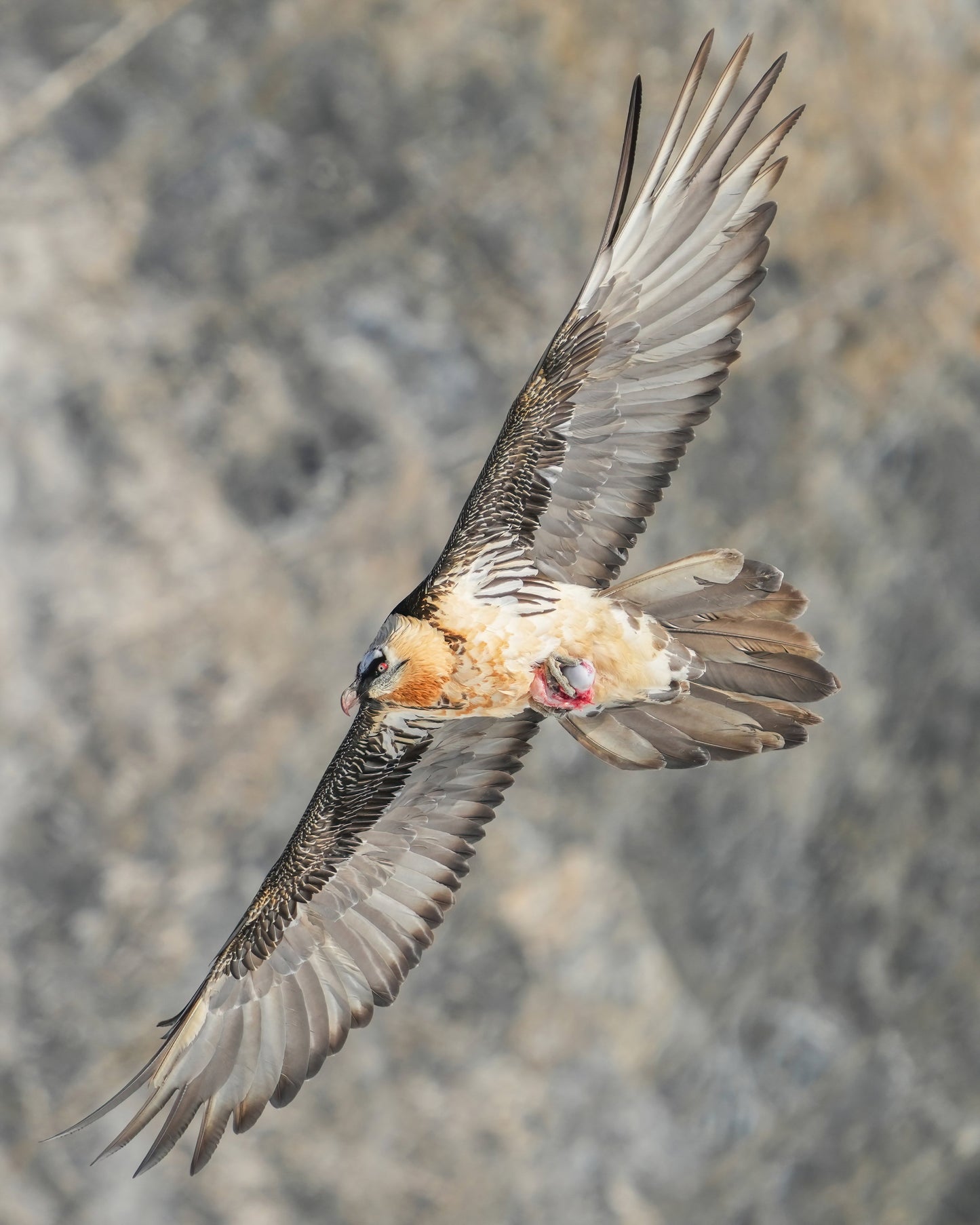 Bearded Vulture Bird Lammergeier Glossy Poster Picture Photo Print Banner Booma Prints