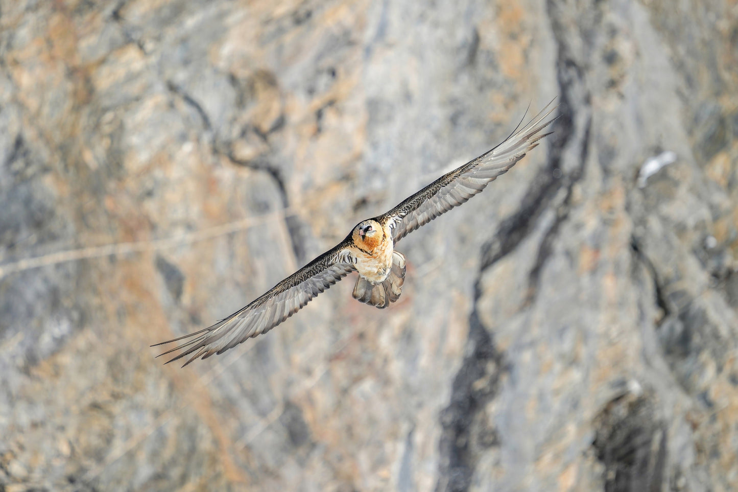 Bearded Vulture Bird Flying Glossy Poster Picture Photo Print Banner Booma Prints