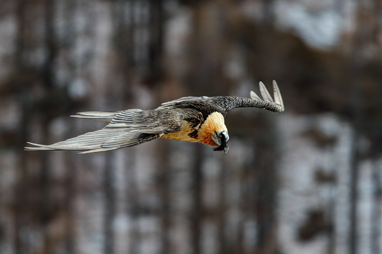 Bearded Vulture Lammergeier Fly Glossy Poster Picture Photo Print Banner Booma Prints