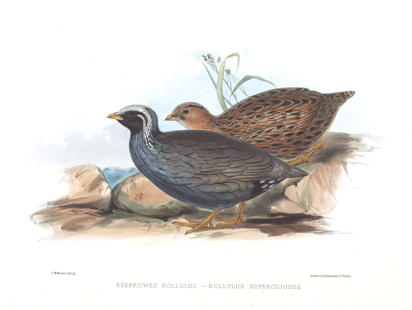 Extinct Himalayan Mountain Quail Glossy Poster Picture Photo Print Banner Booma Prints