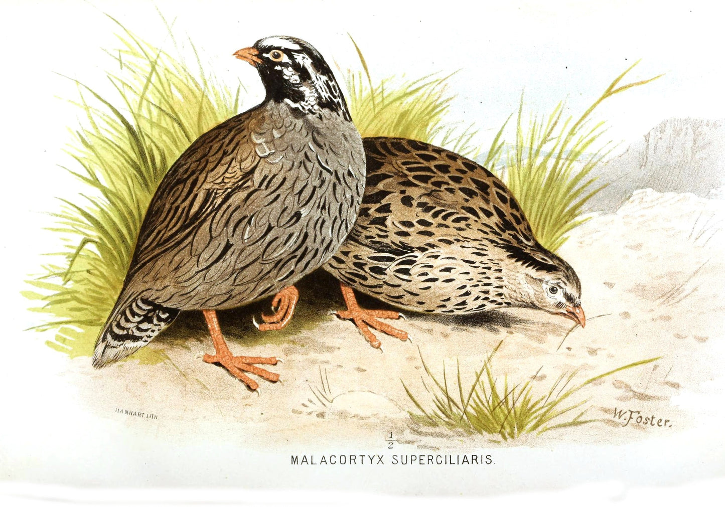 Extinct Himalayan Quail Bird Glossy Poster Picture Photo Print Banner Booma Prints