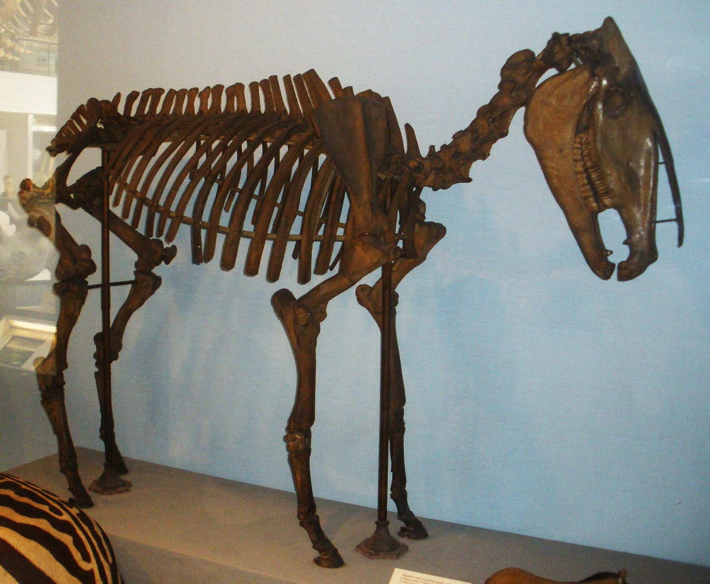 Extinct Hippidion Horse Skeleton Glossy Poster Picture Photo Print Banner Booma Prints