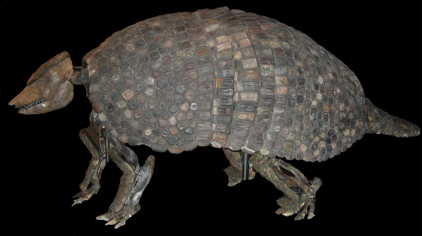Extinct Holmesino Armadillo Glossy Poster Picture Photo Print Banner Booma Prints